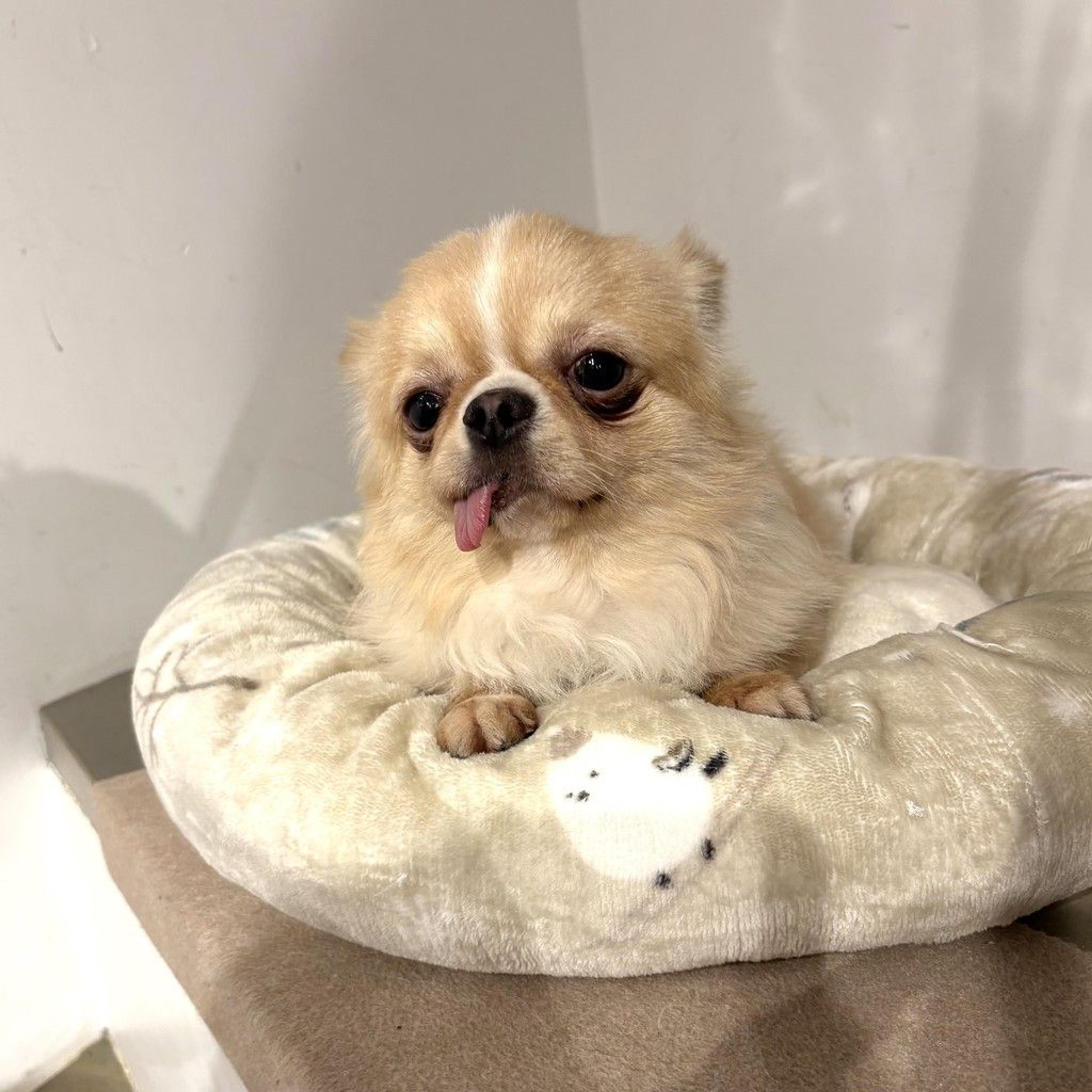 pet-image-6