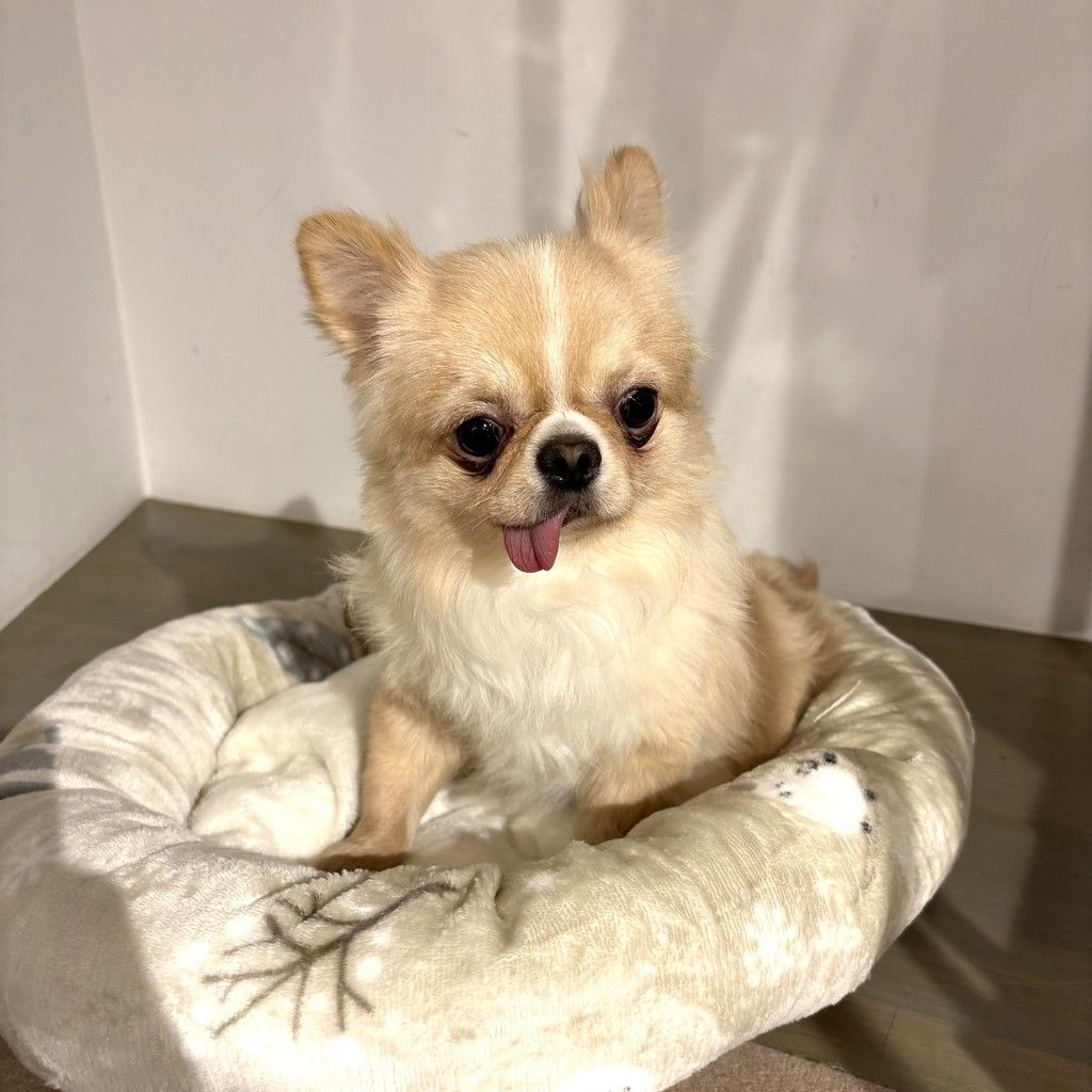 pet-image-7