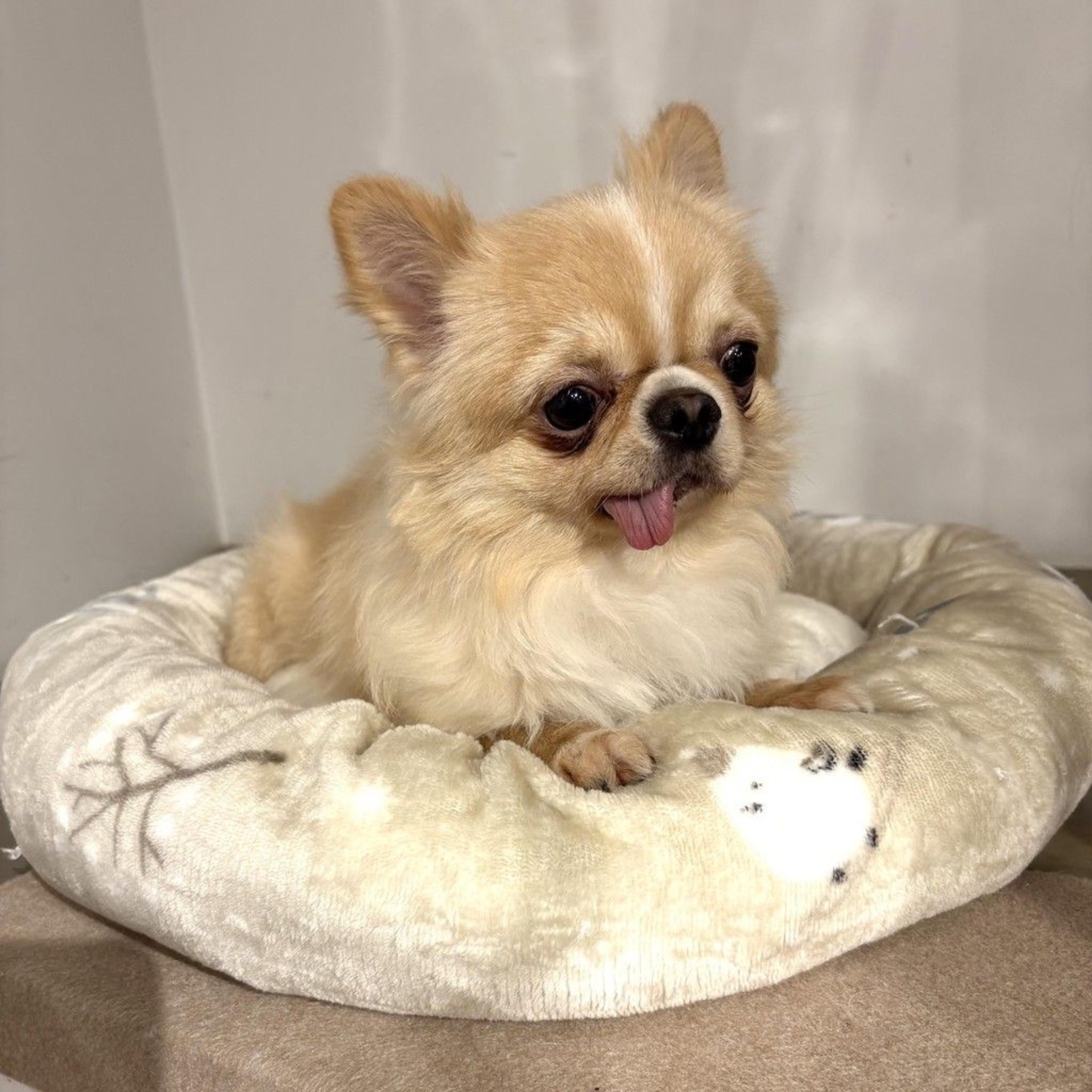 pet-image-8