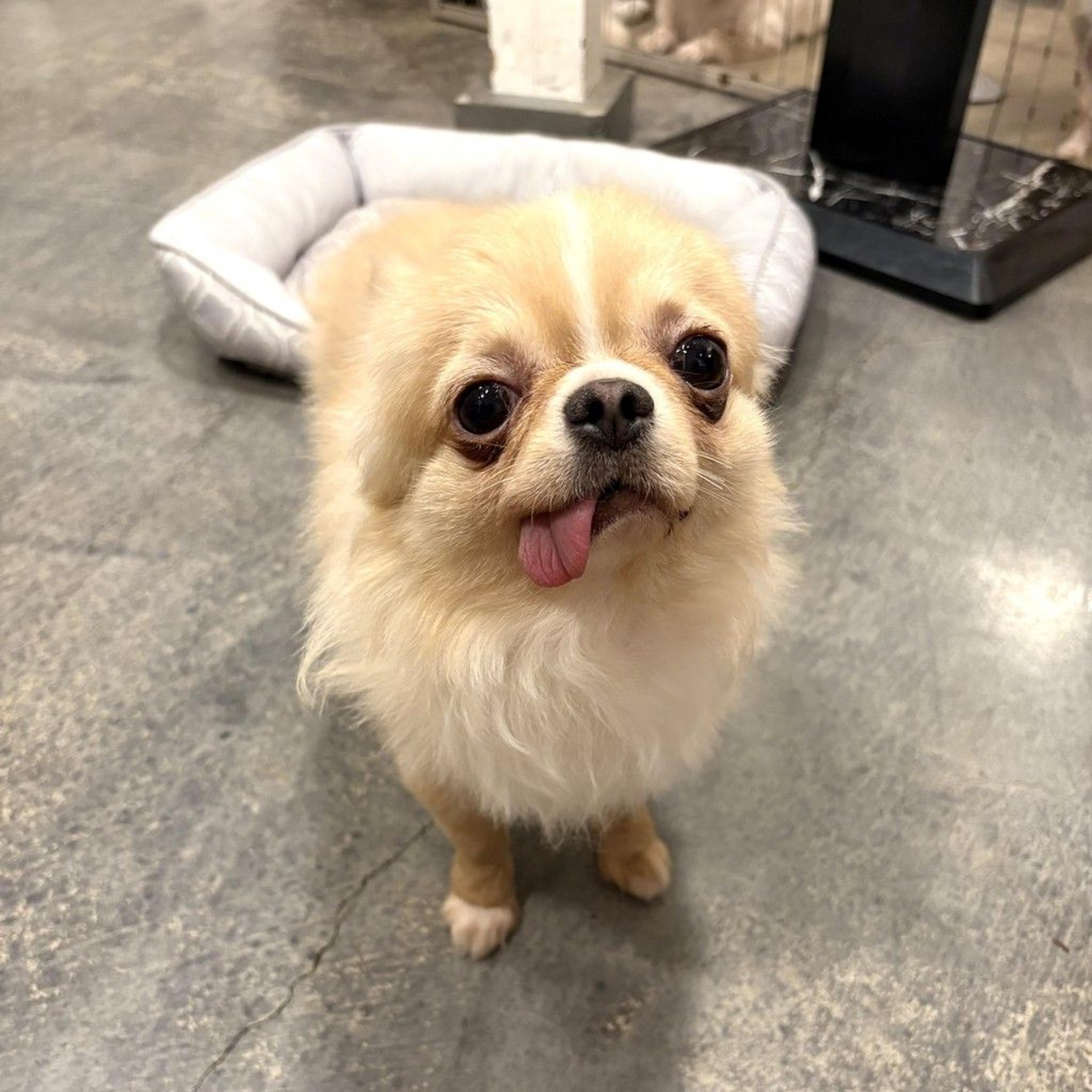 pet-image-9