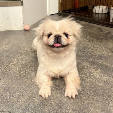 ペキニーズ・メスの里親募集の写真