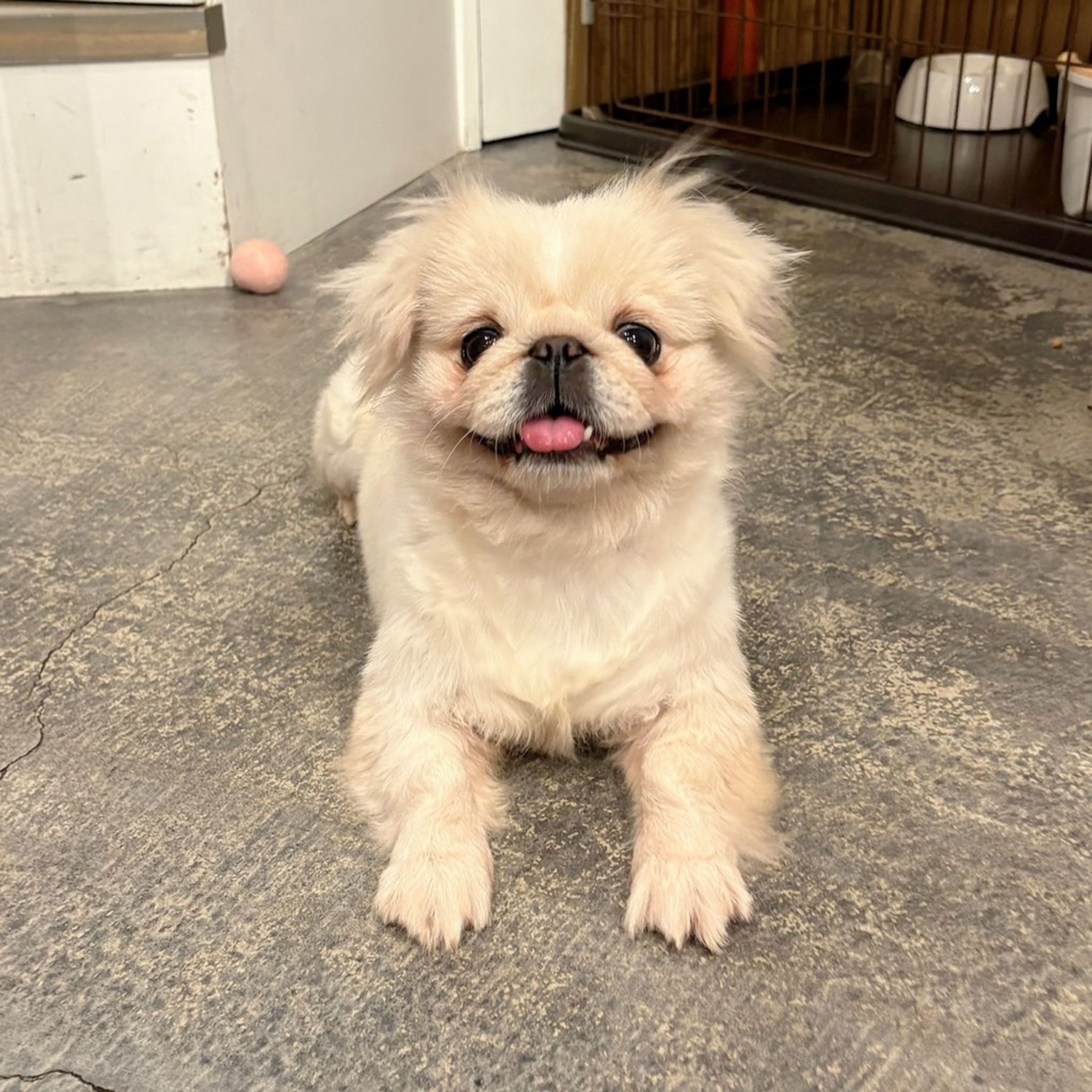 ペキニーズ・メスの里親募集の写真