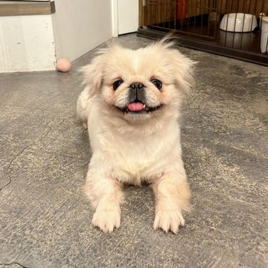ペキニーズ・メスの里親募集の写真