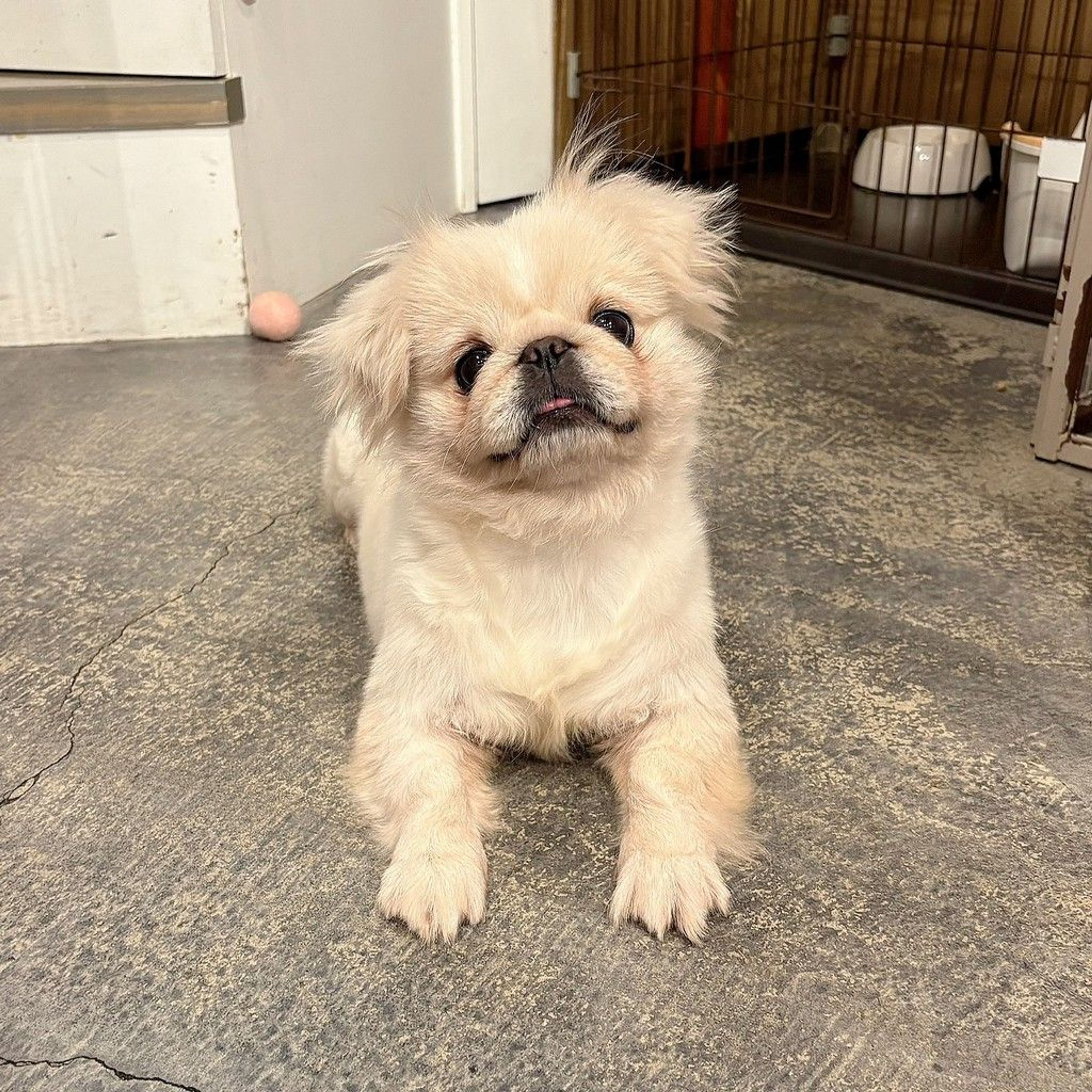 pet-image-2