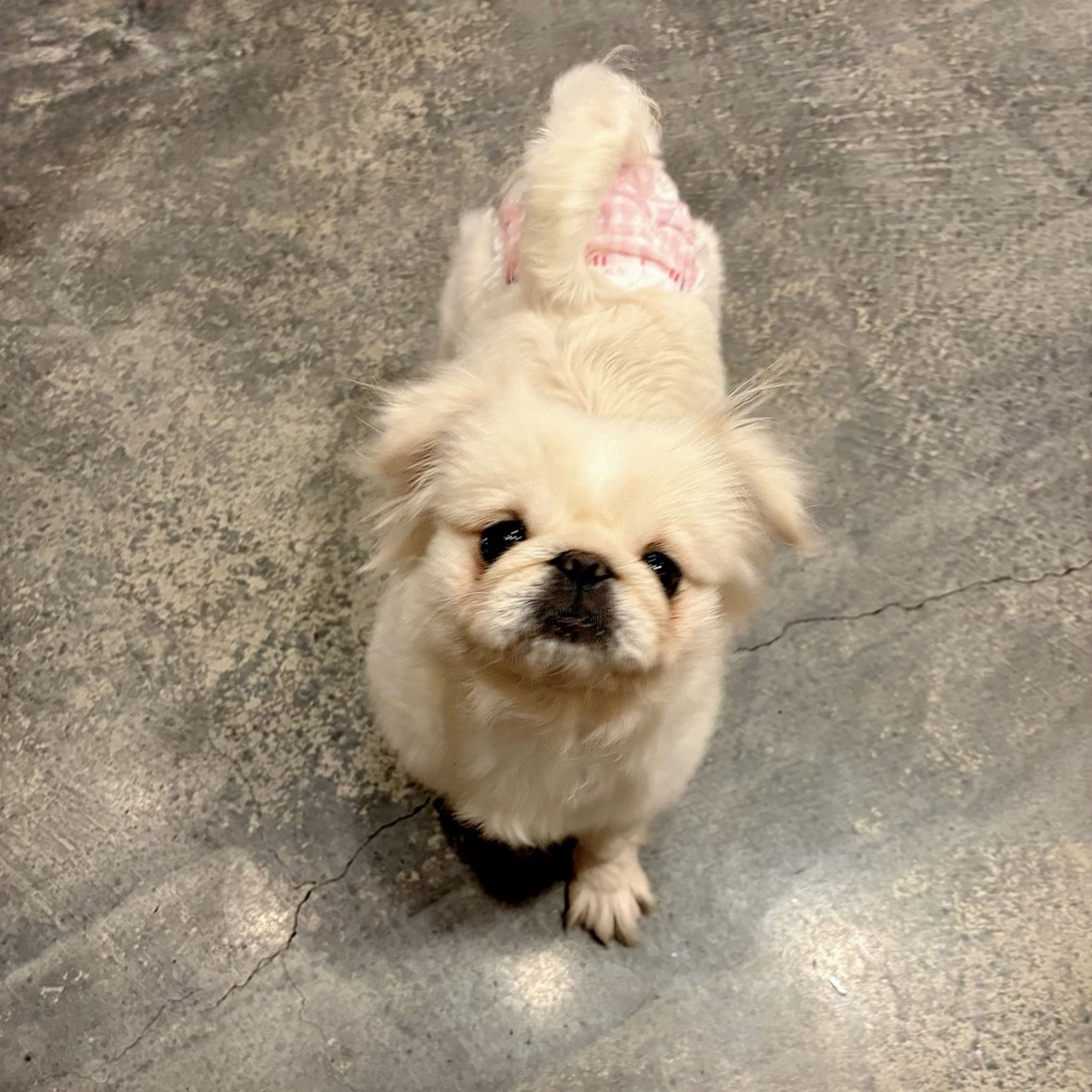 pet-image-3