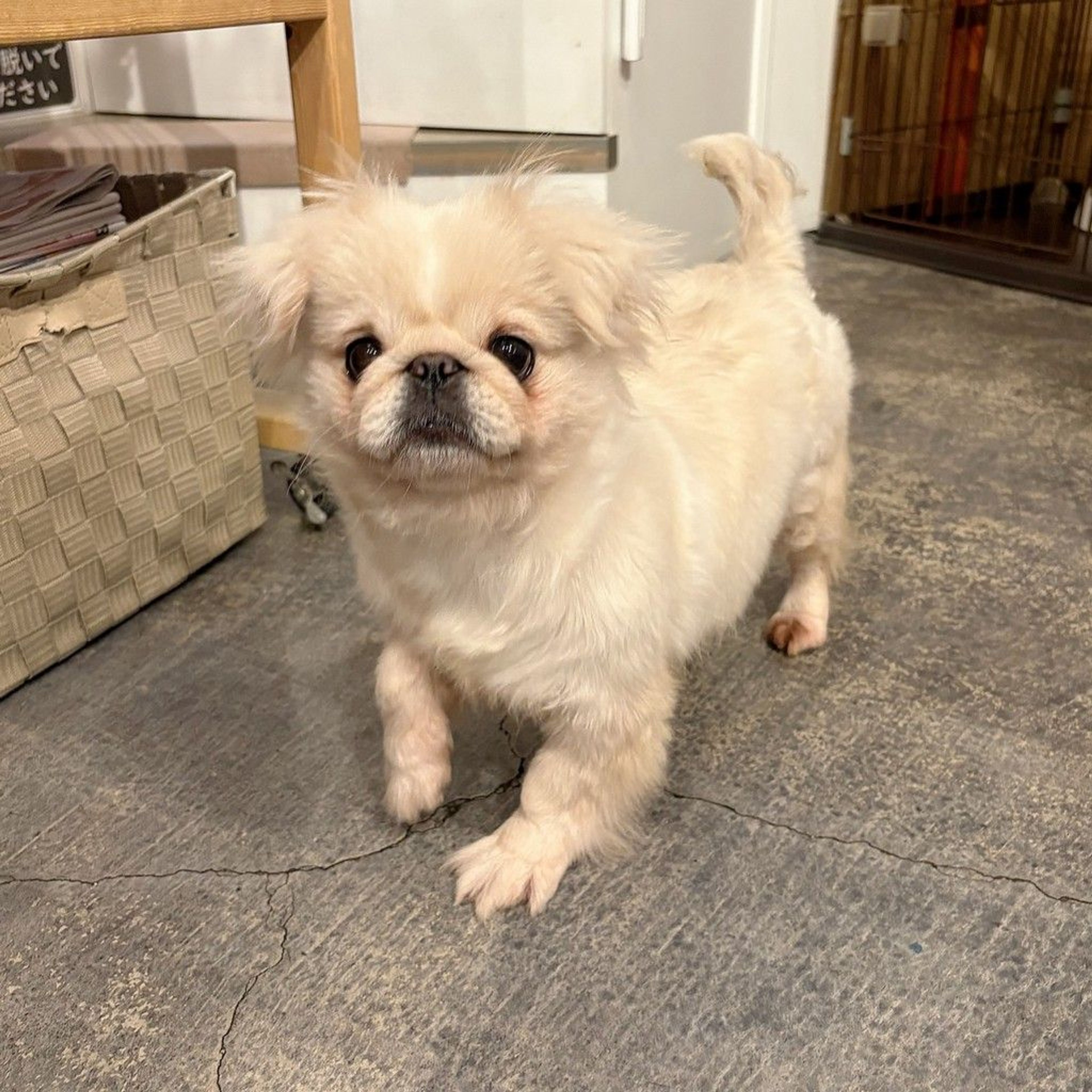 pet-image-4