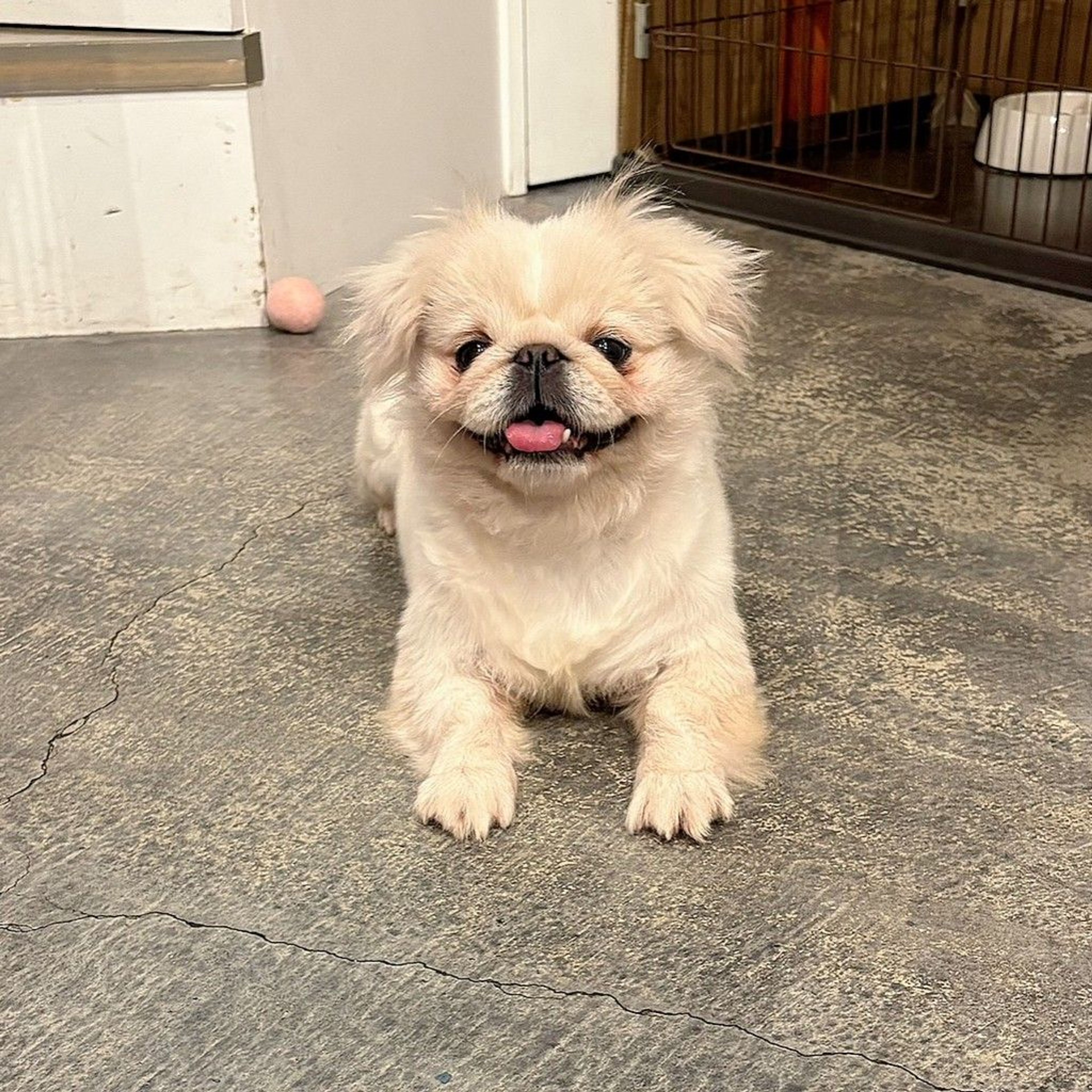 pet-image-5