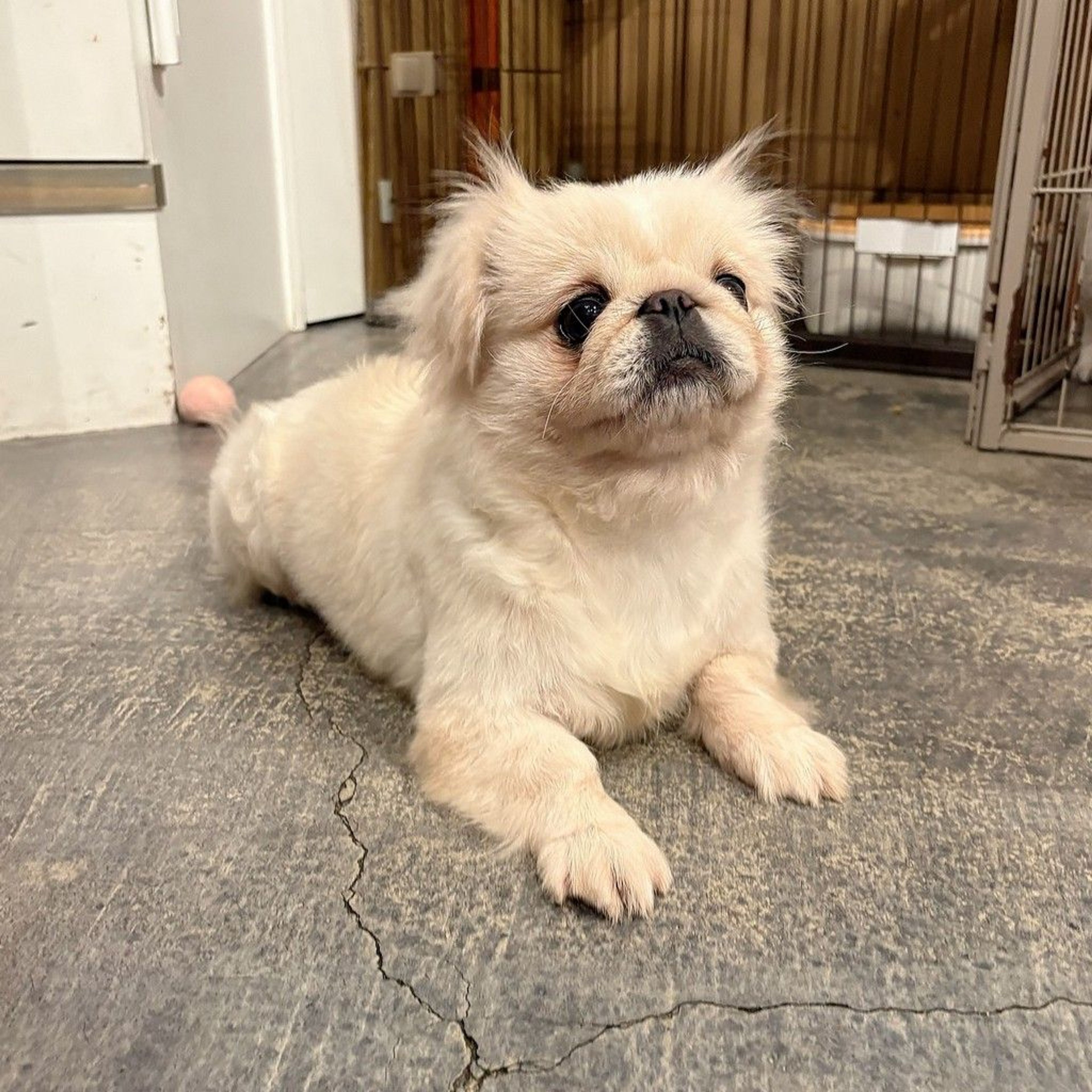 pet-image-6