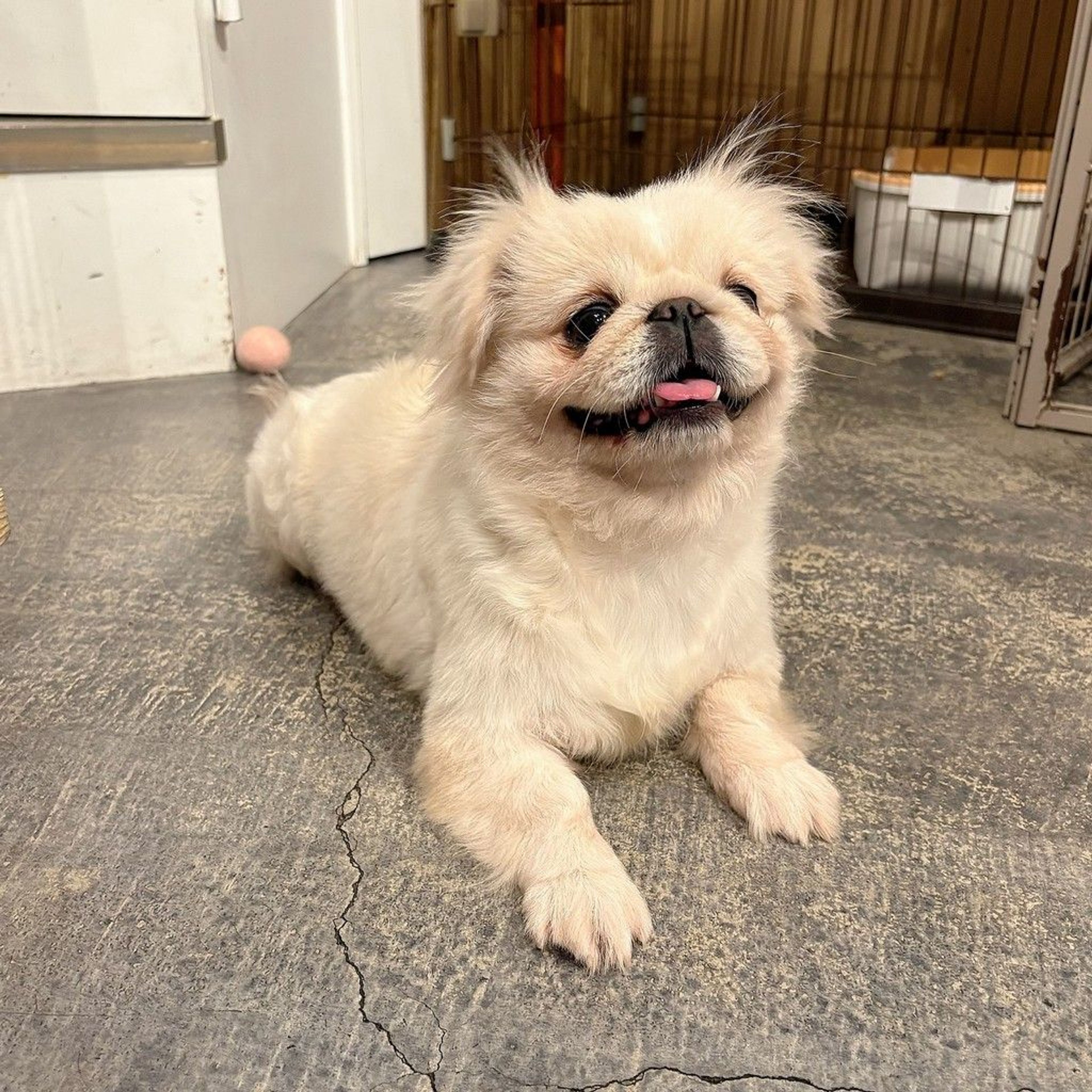 pet-image-7