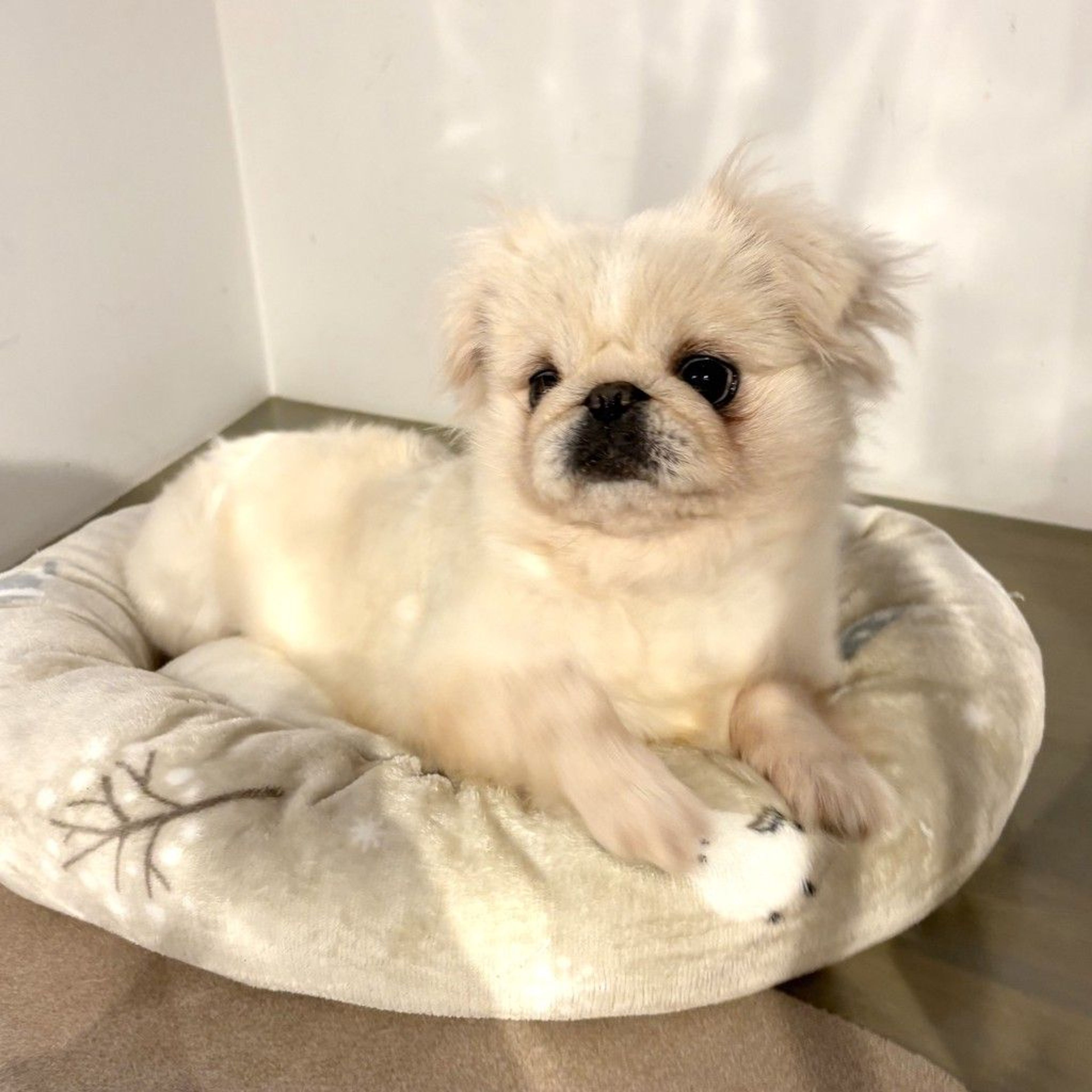 pet-image-8