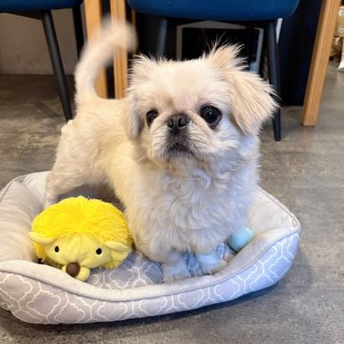 ペキニーズ・メスの里親募集の写真