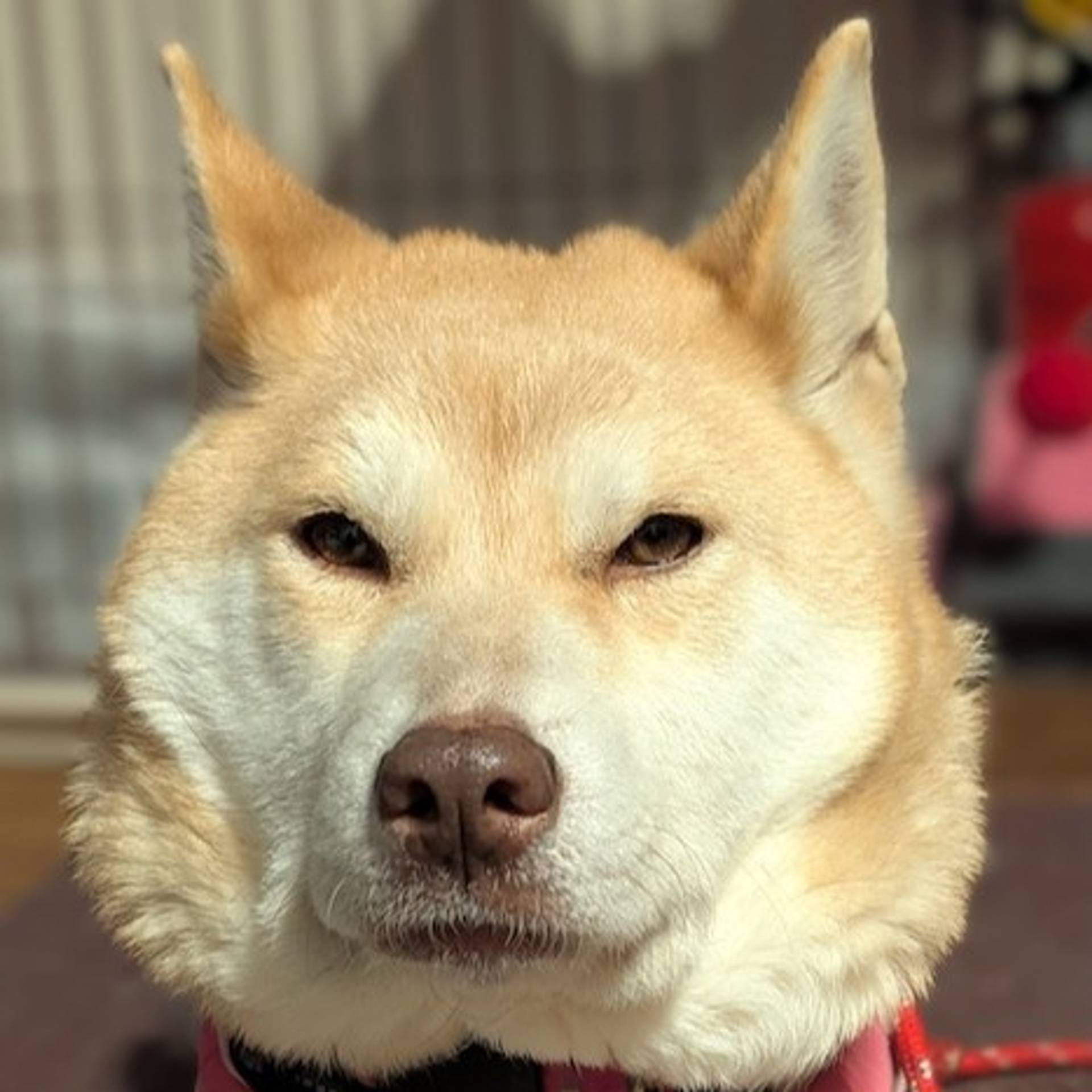 雑種（ミックス犬）・メスの里親募集の写真