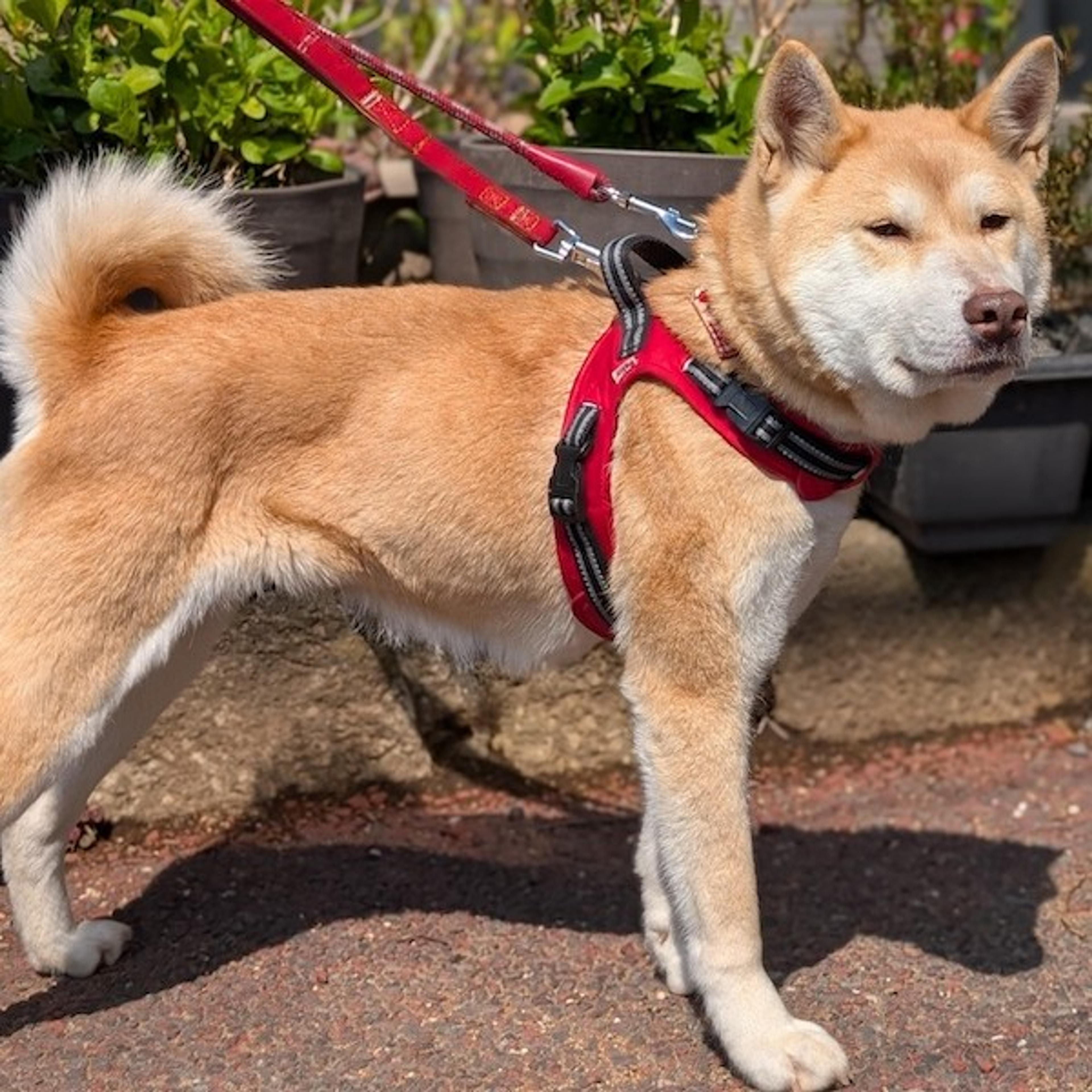 pet-image-3
