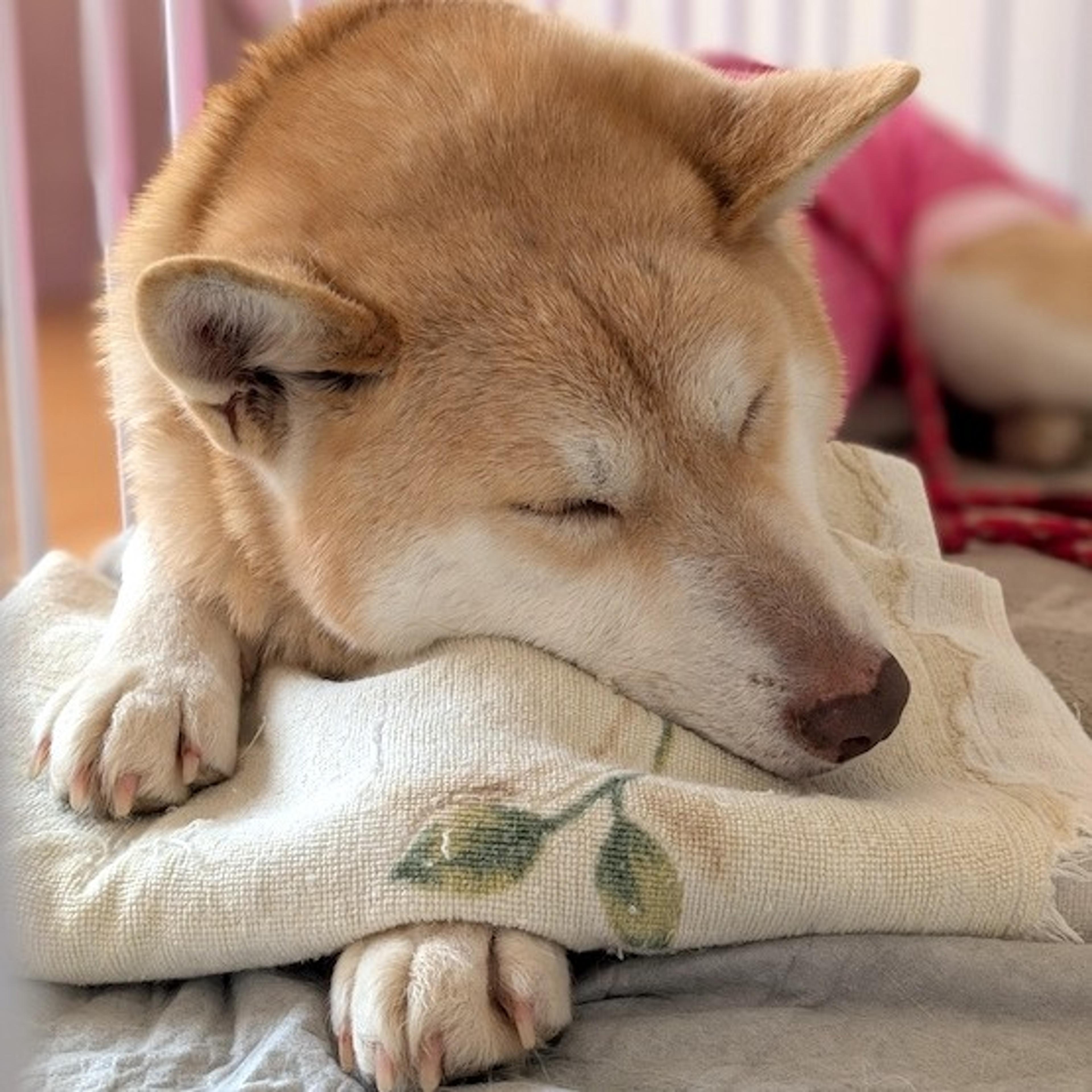 pet-image-4