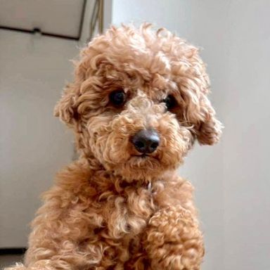 トイプードル・オスの里親募集の写真