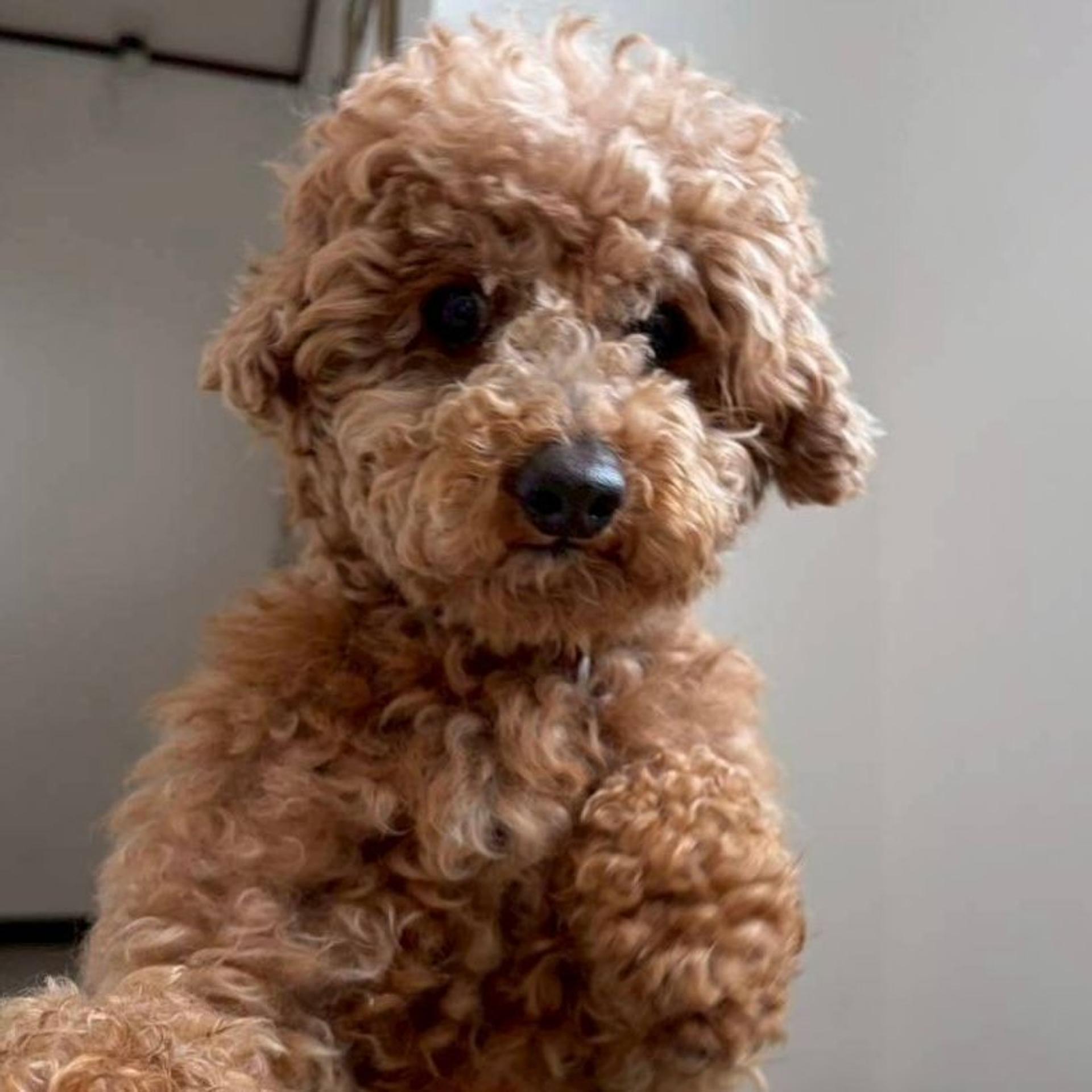 pet-image-2