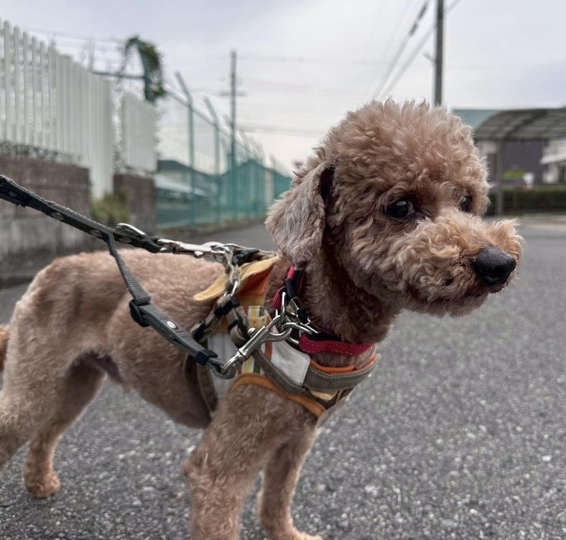 pet-image-5