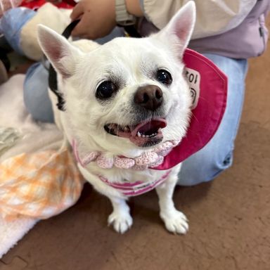チワワ・メスの里親募集の写真