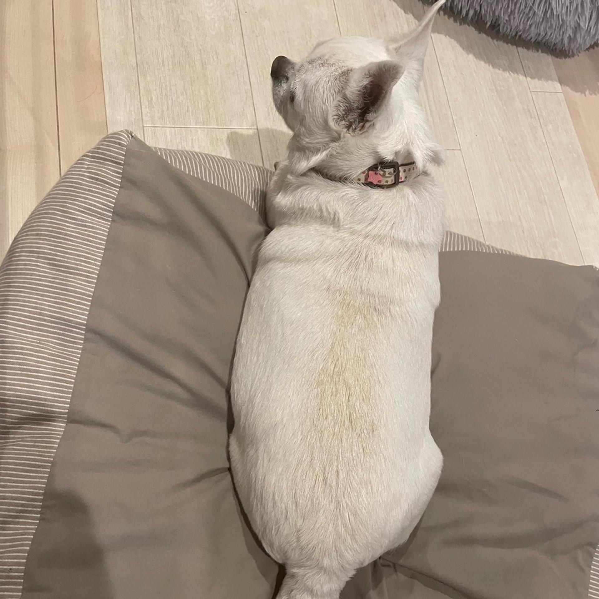 pet-image-4