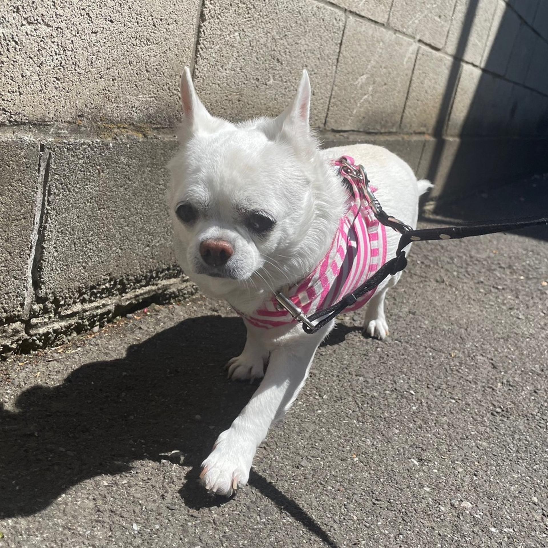 pet-image-5