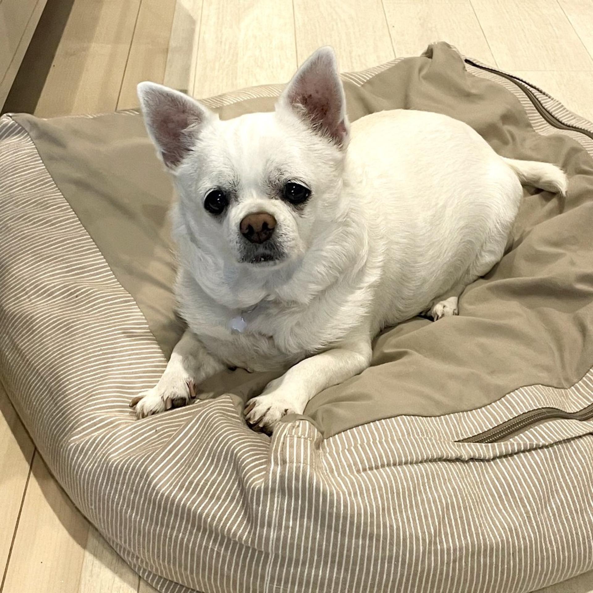pet-image-7
