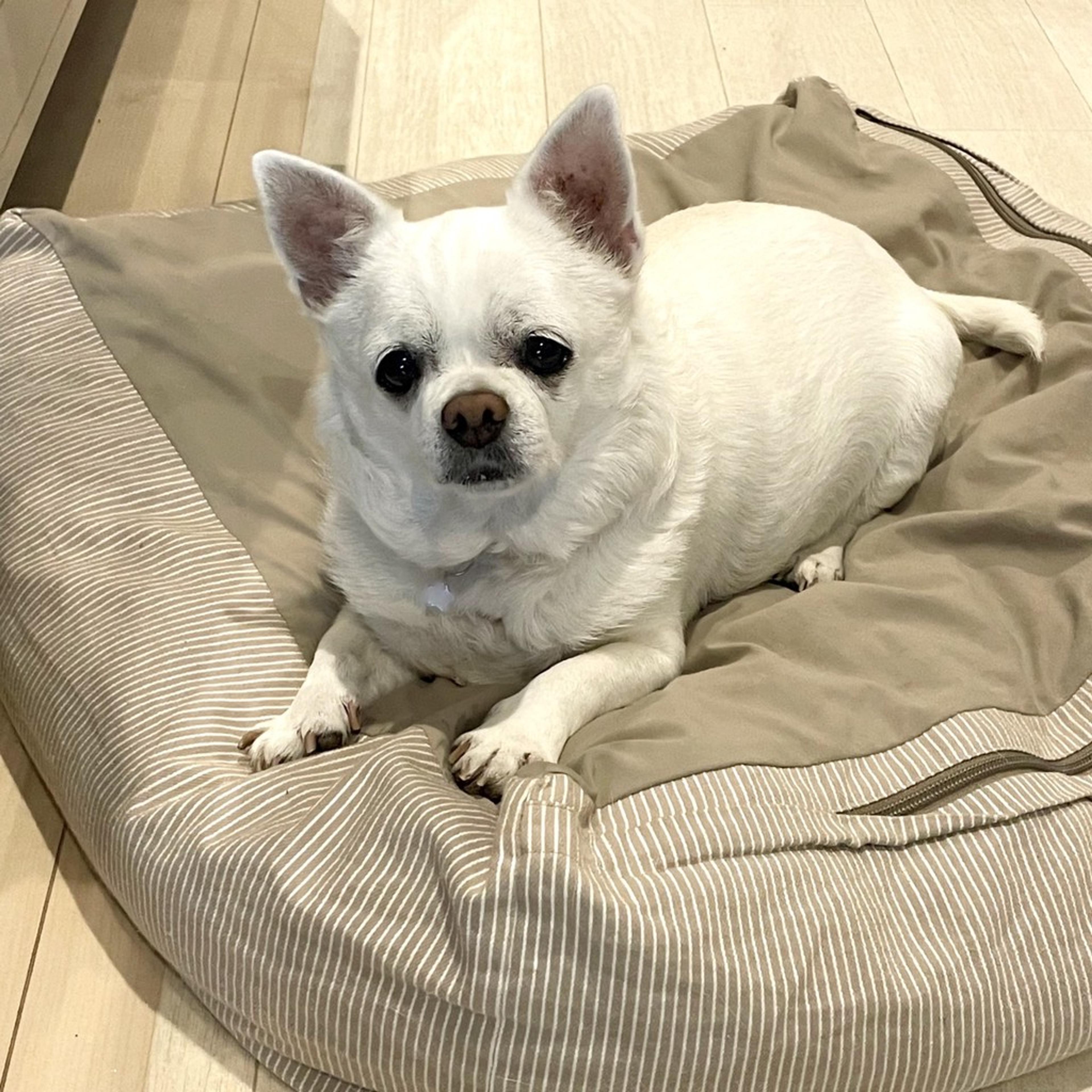 pet-image-7