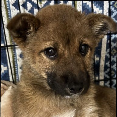 雑種（ミックス犬）・メスの里親募集の写真