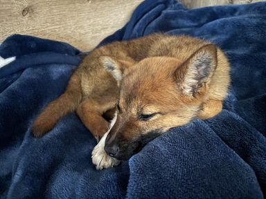 雑種（ミックス犬）・メスの里親募集の写真