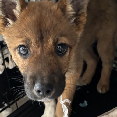 子犬うみちゃんの写真