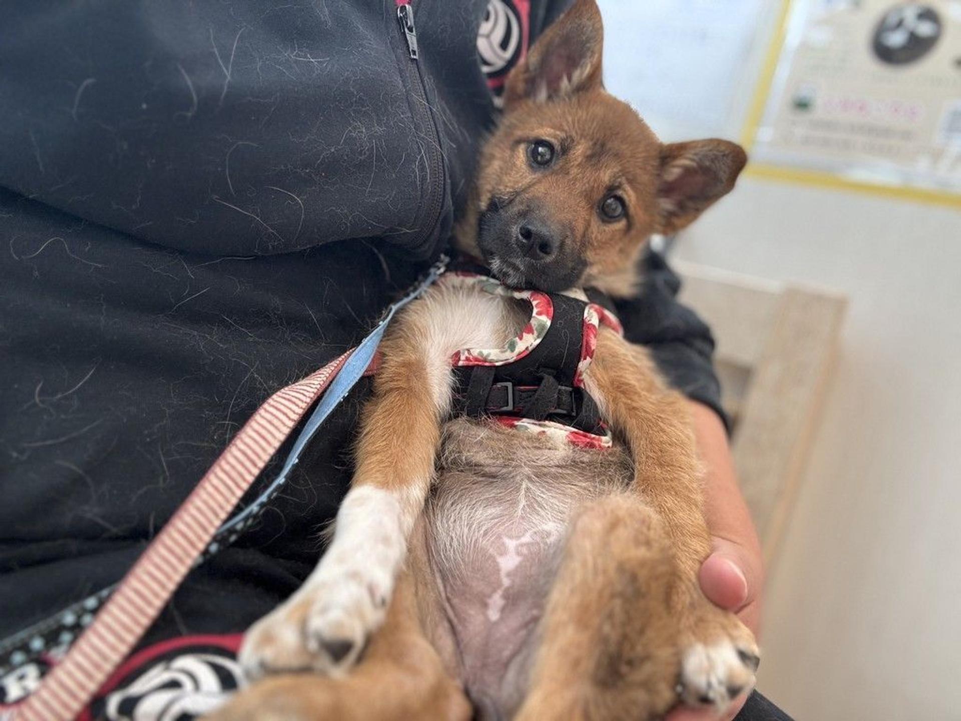 pet-image-2
