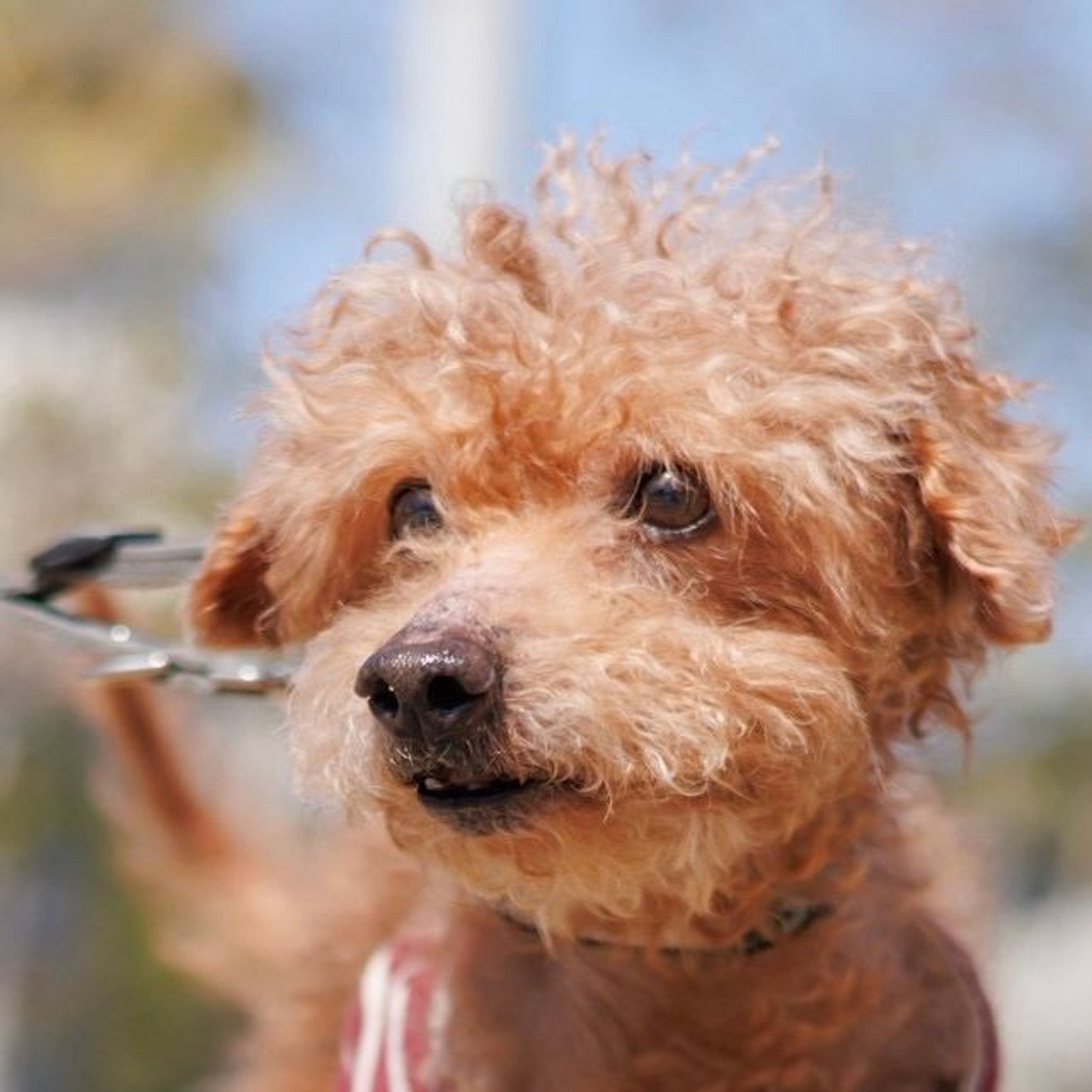 トイプードル・オスの里親募集の写真