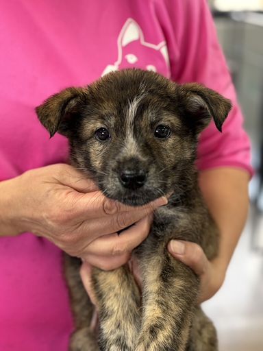 甲斐犬・オスの里親募集の写真