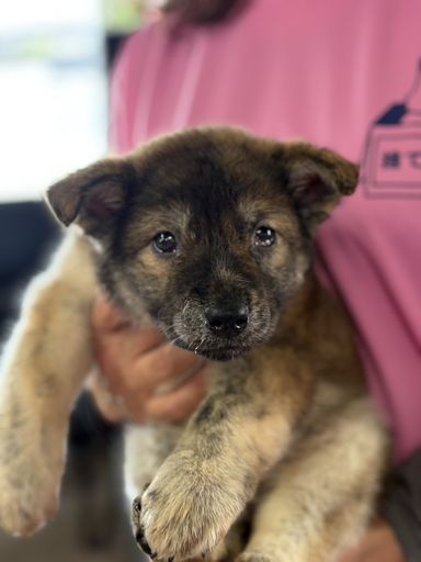 甲斐犬・オスの里親募集の写真