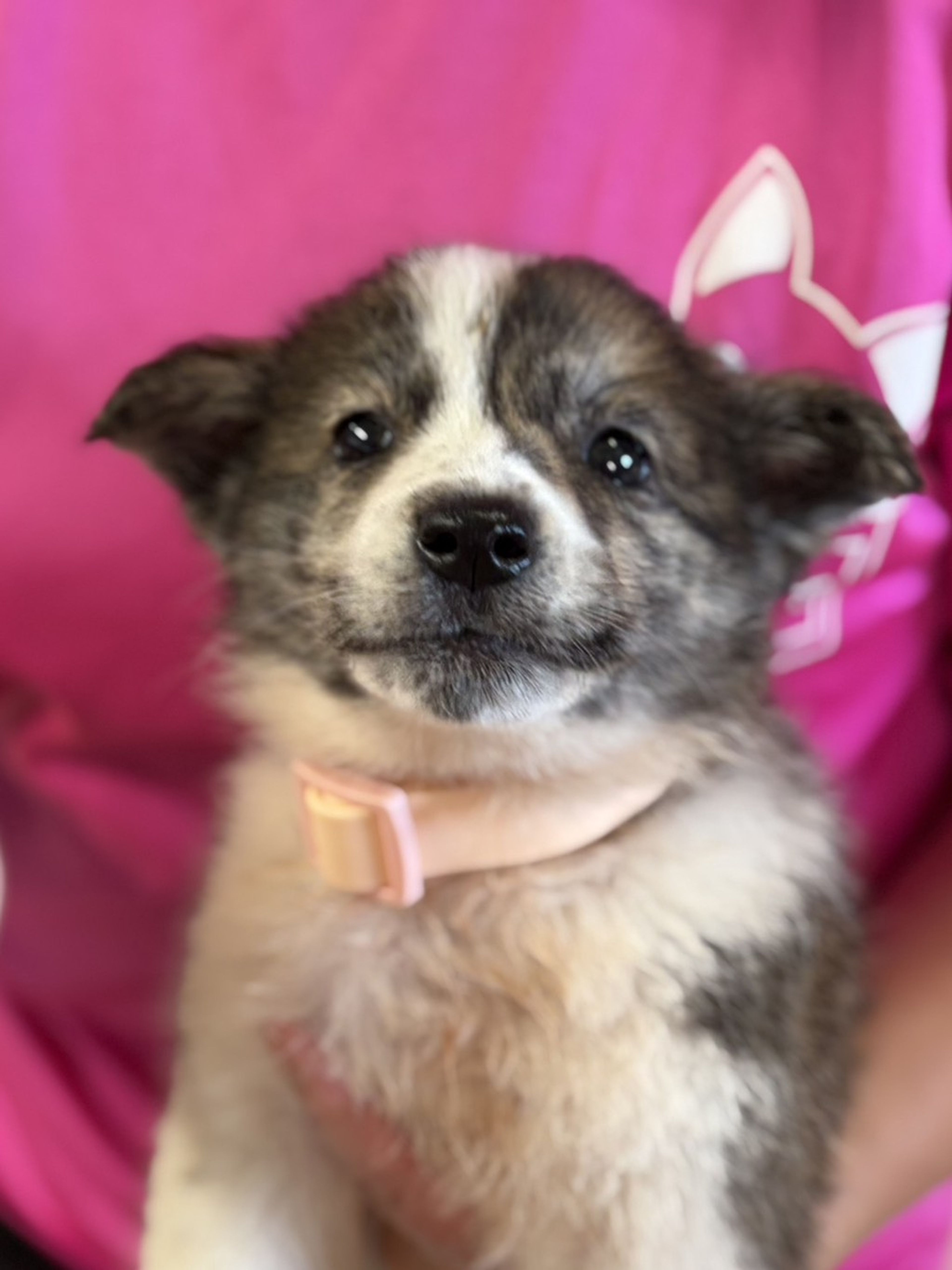 甲斐犬・オスの里親募集の写真