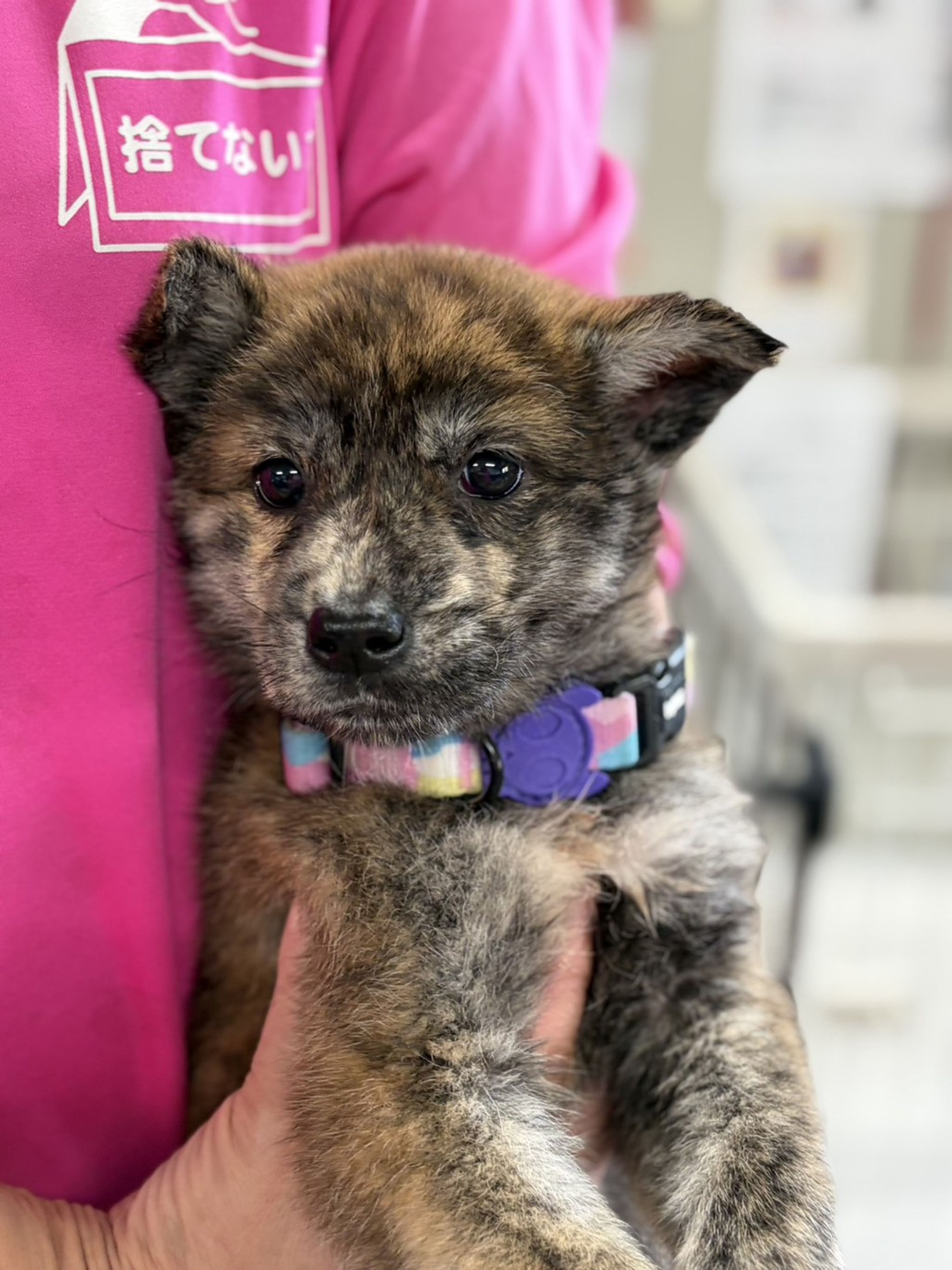 甲斐犬・メスの里親募集の写真