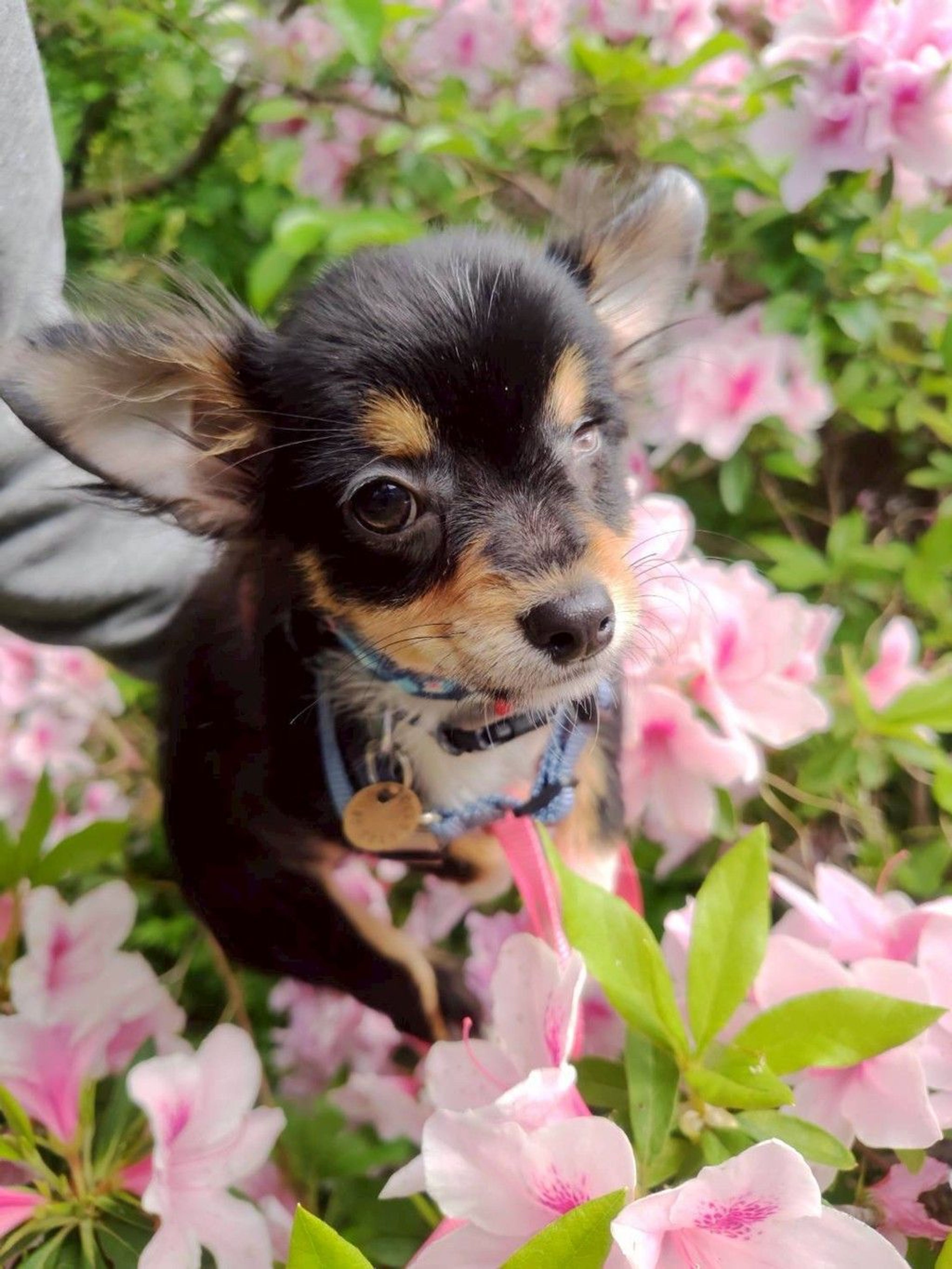 雑種（ミックス犬）・メスの里親募集の写真