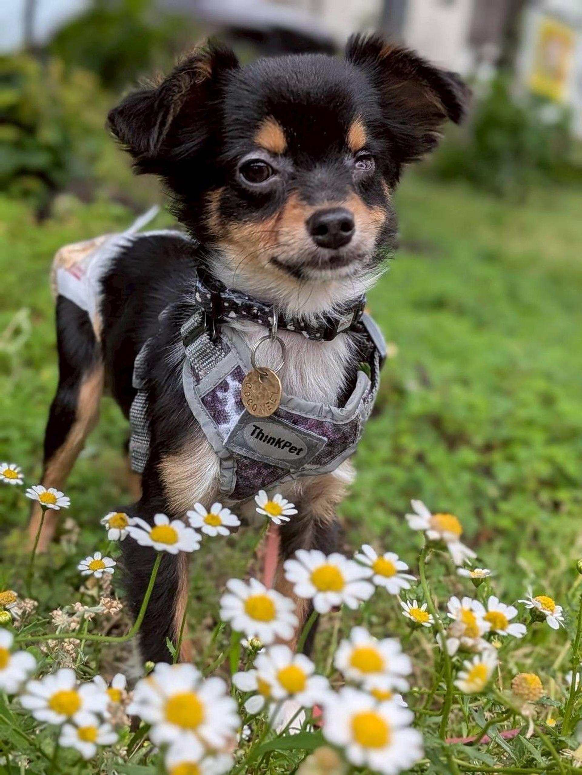 pet-image-2