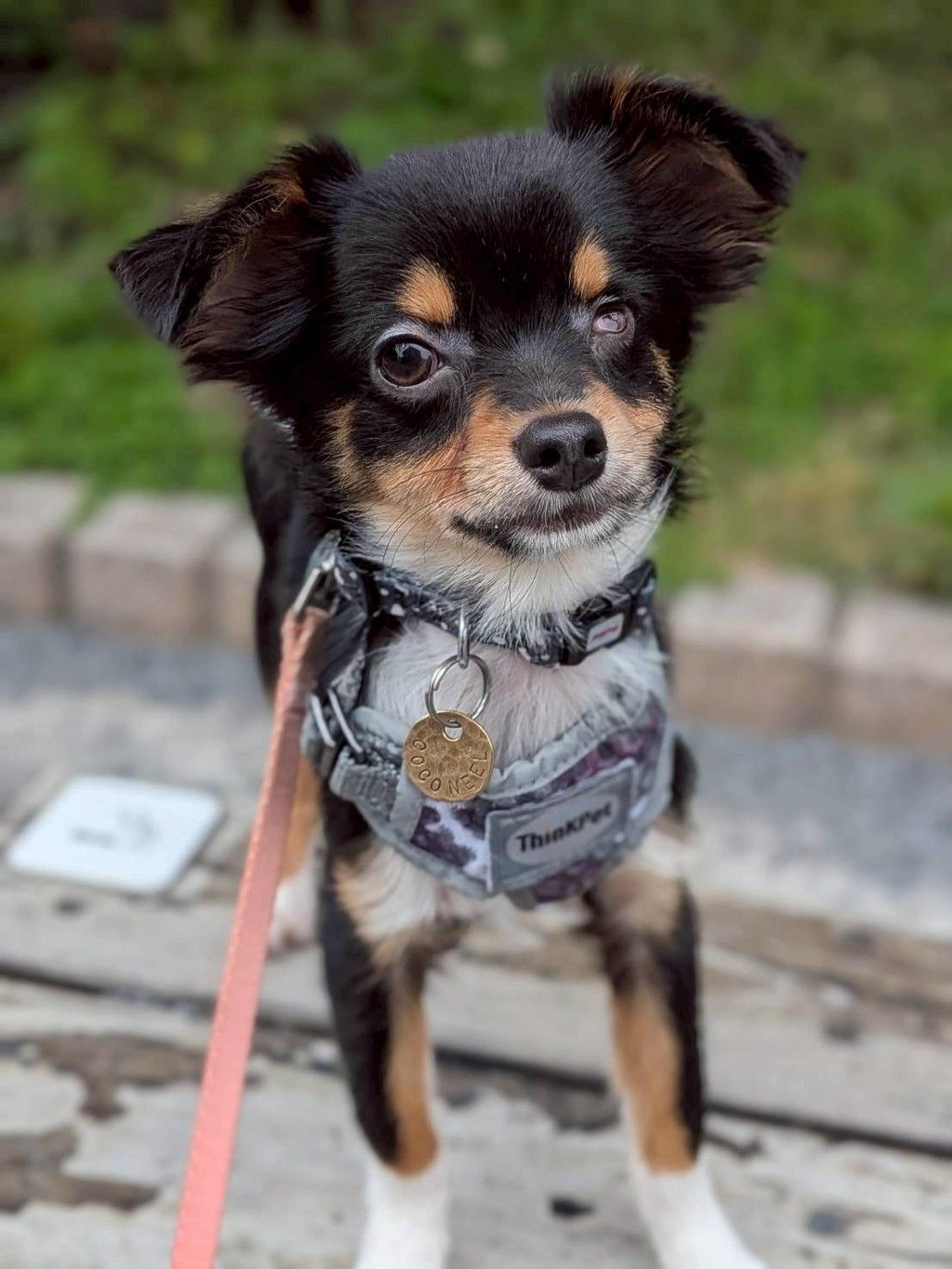 pet-image-4