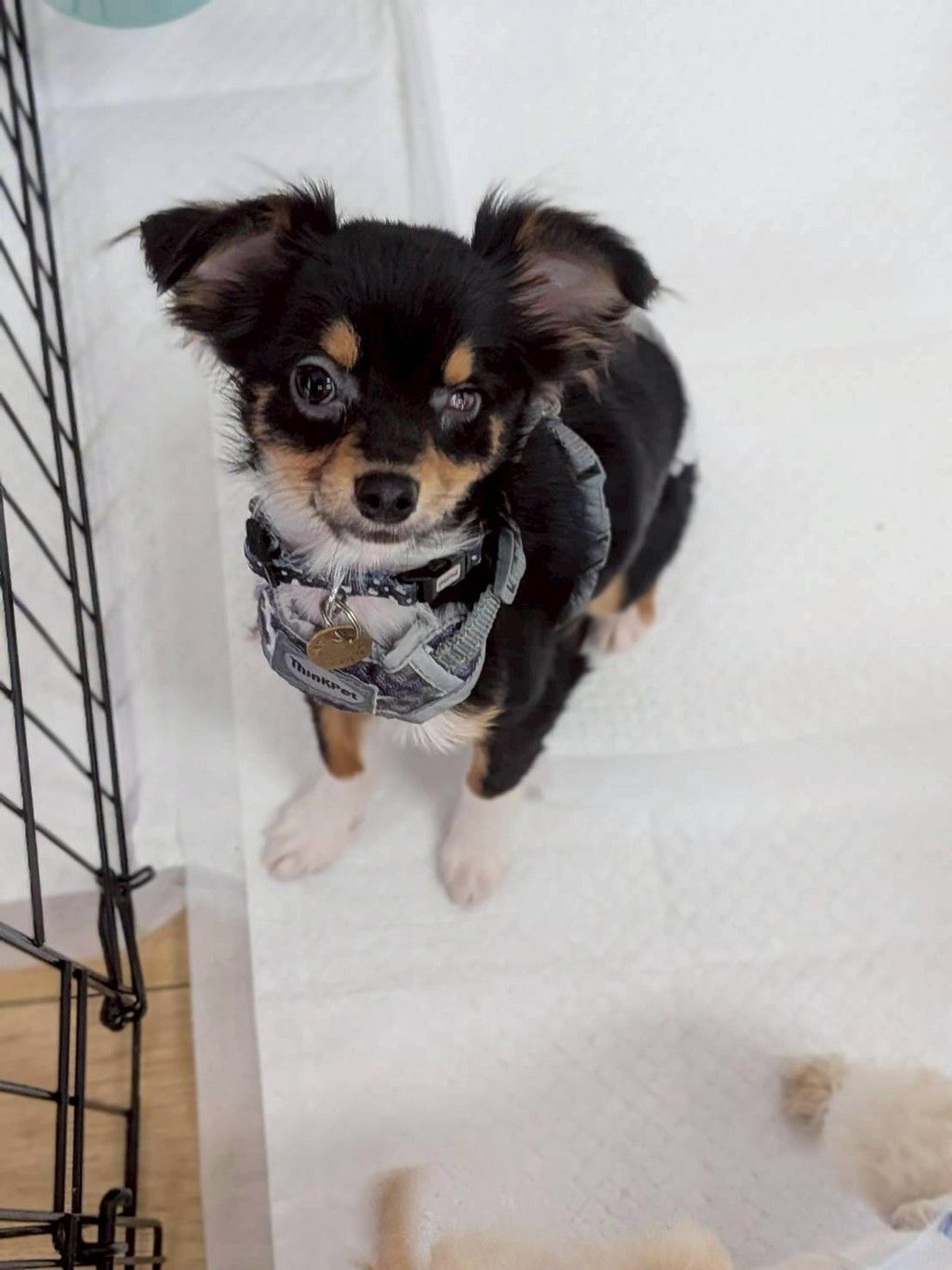 pet-image-5