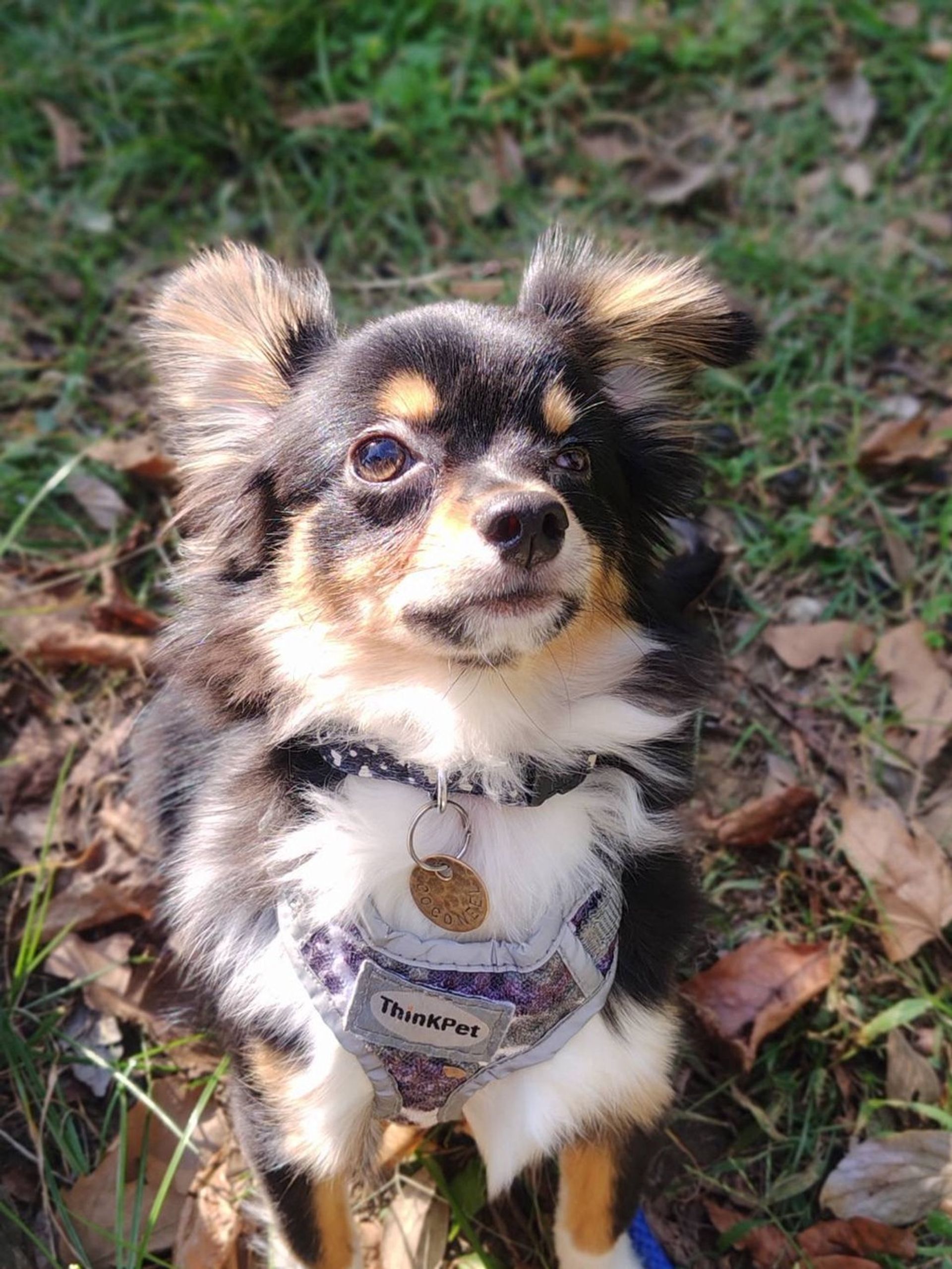雑種（ミックス犬）・メスの里親募集の写真