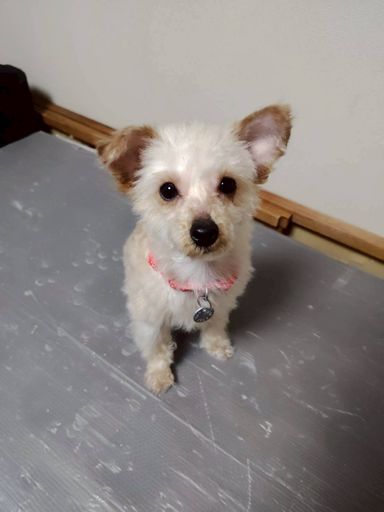 雑種（ミックス犬）・オスの里親募集の写真