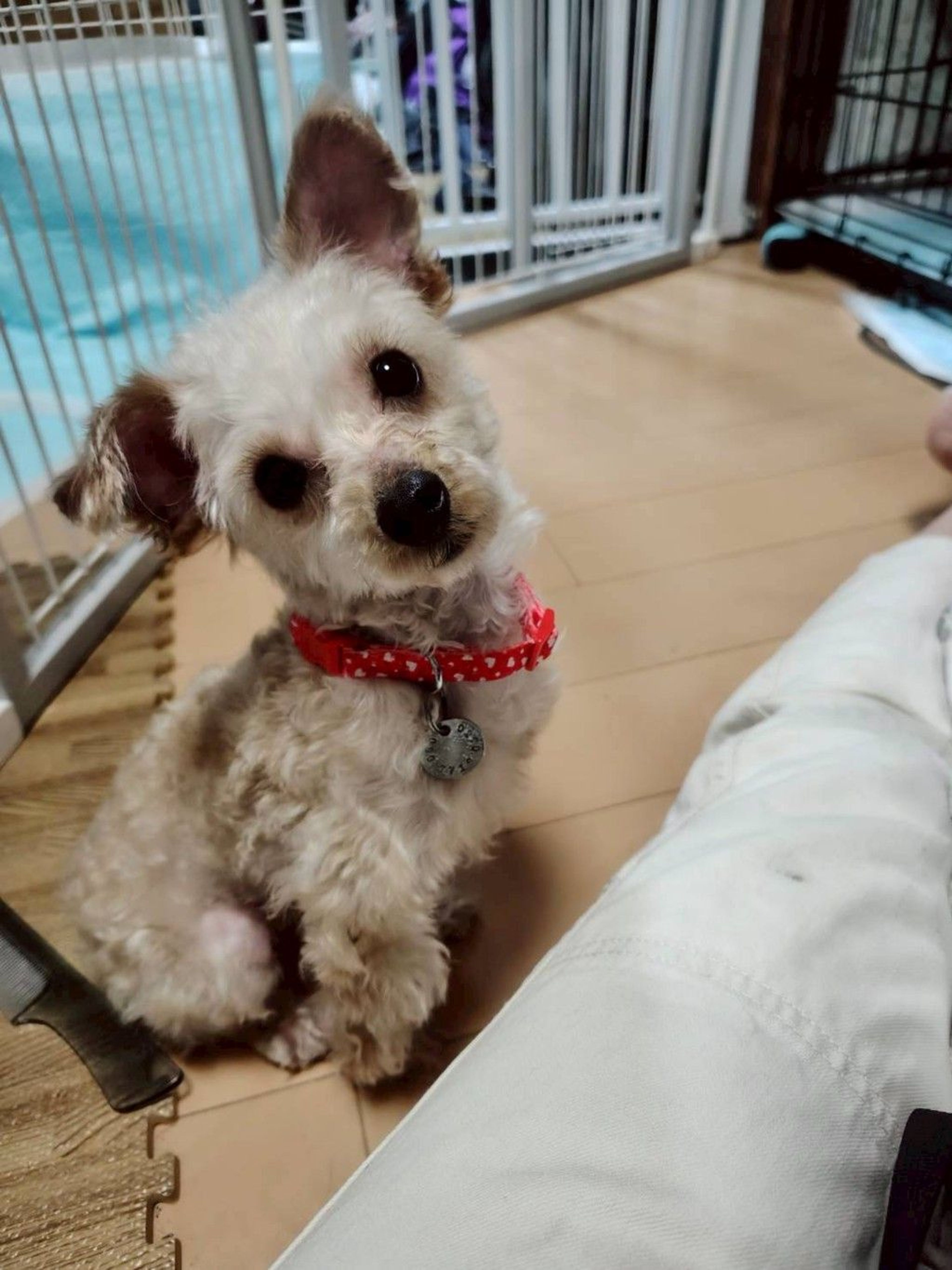 pet-image-3