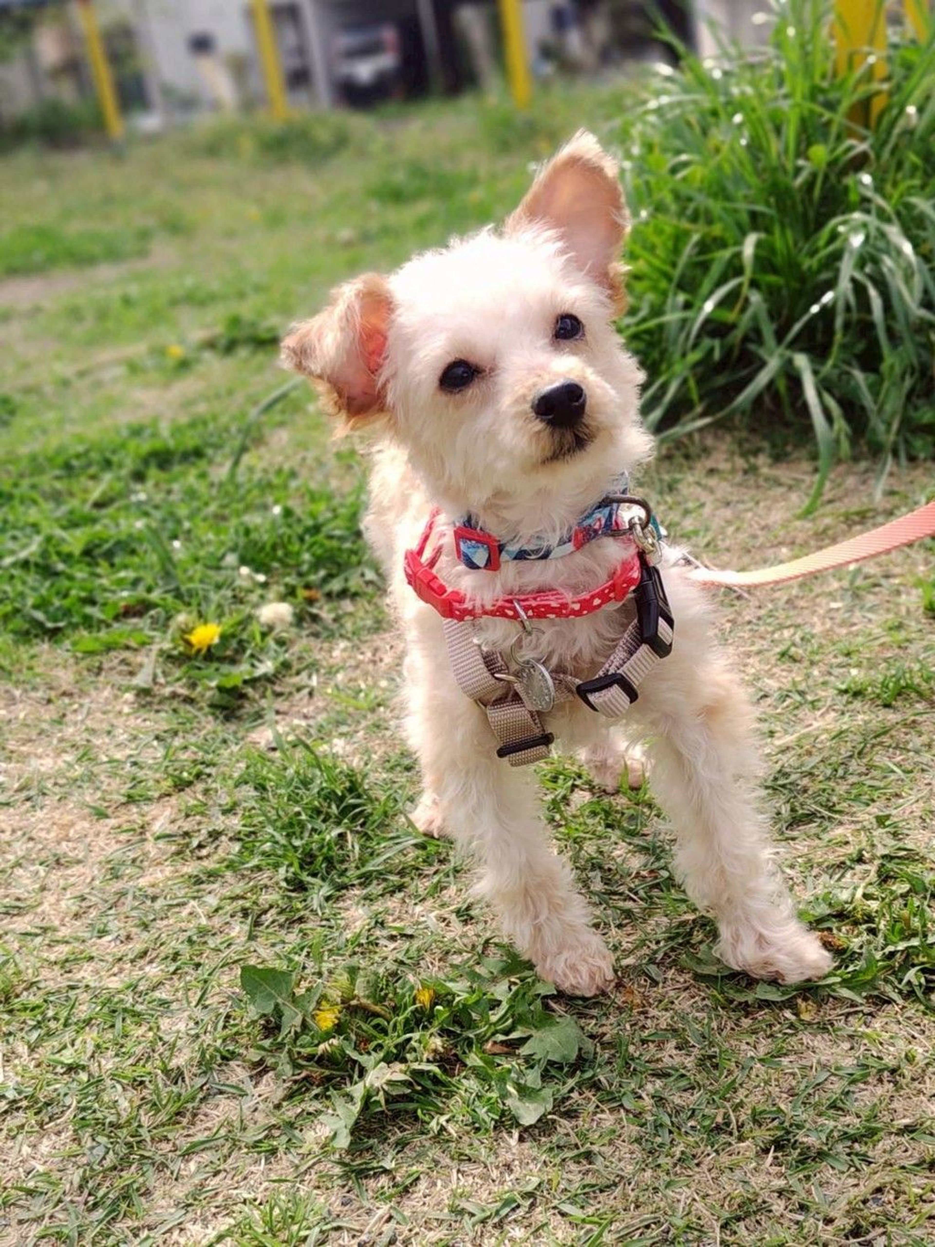 pet-image-4