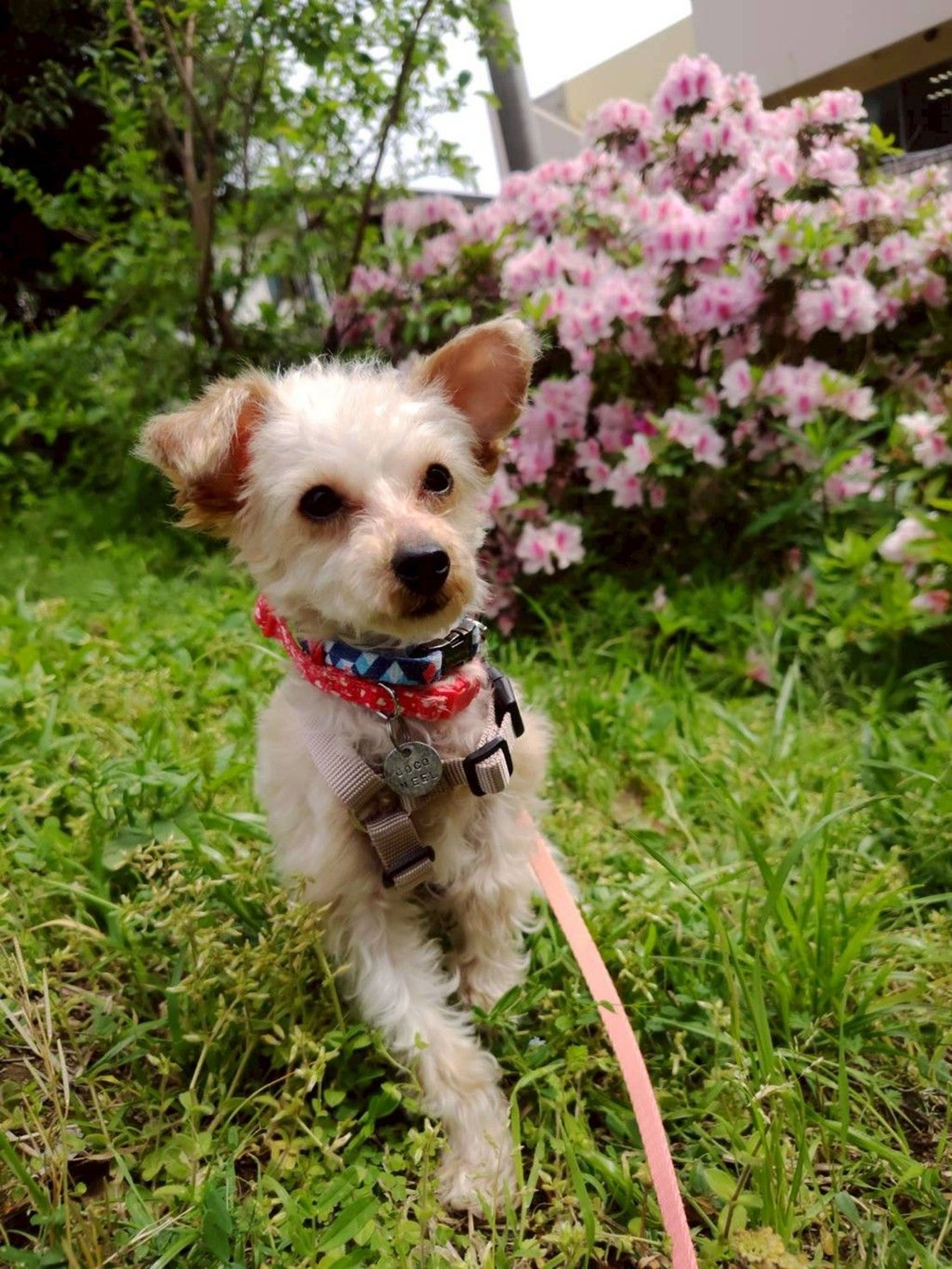 pet-image-5