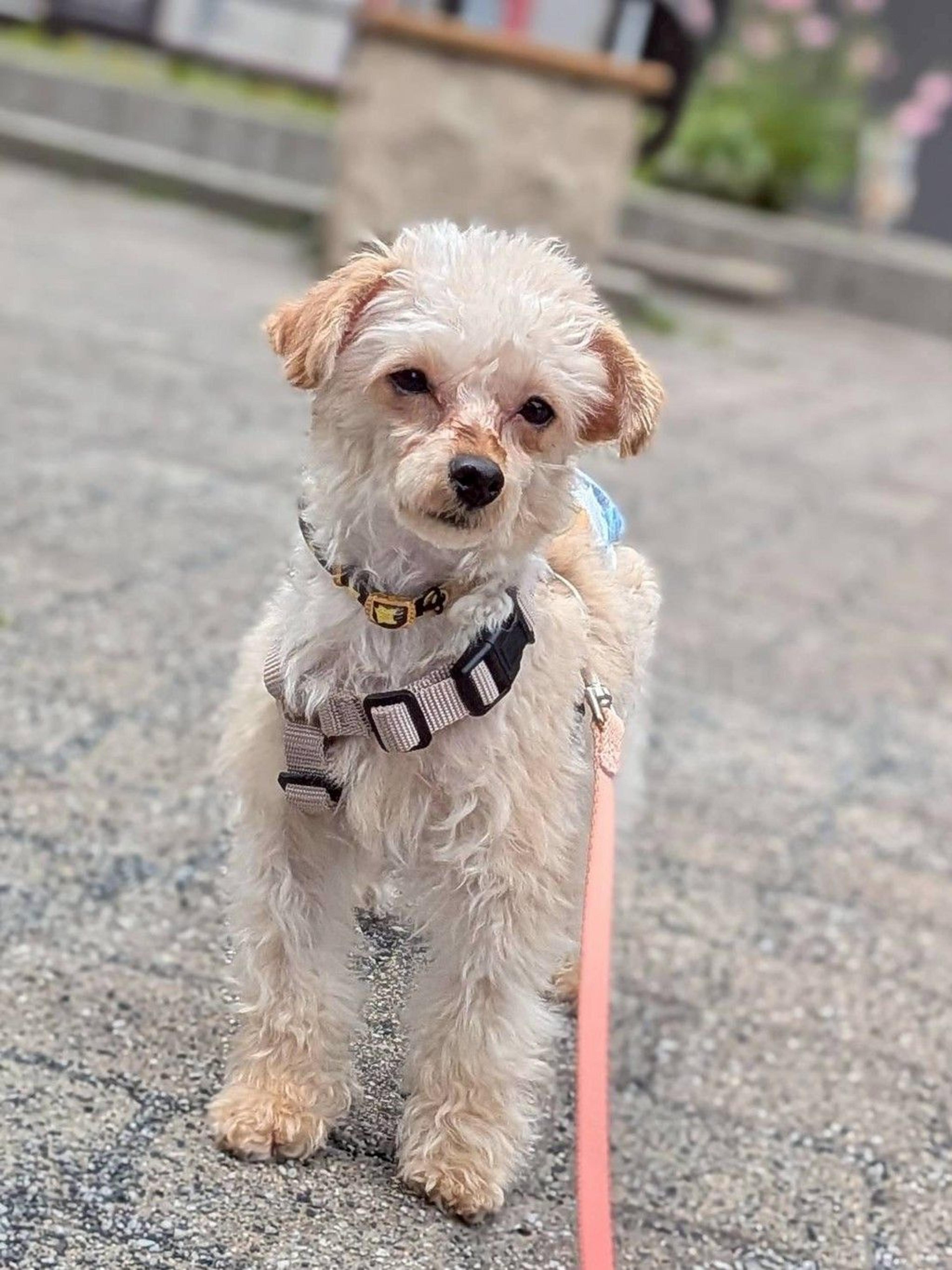pet-image-4