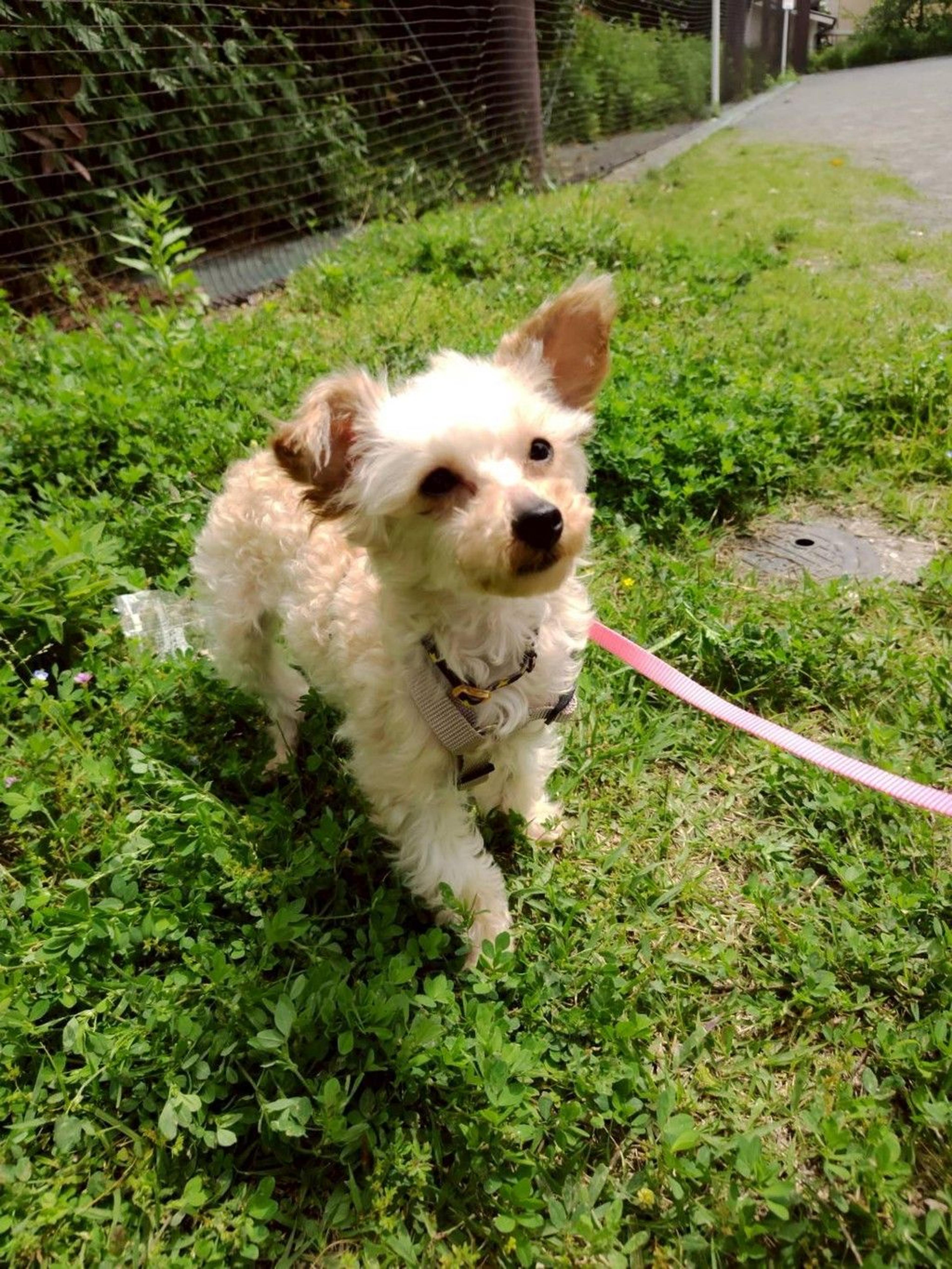 pet-image-5