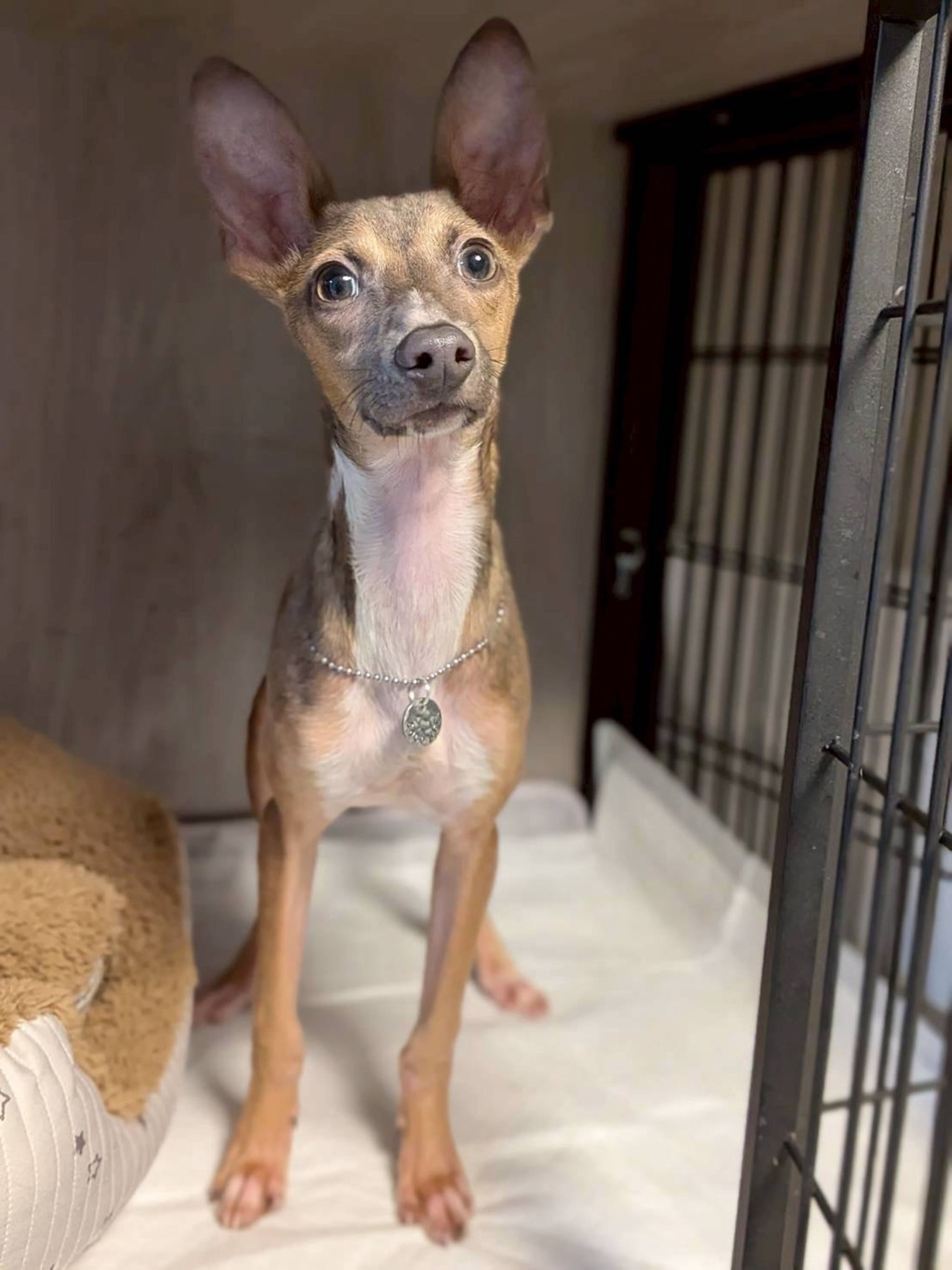 イタリアン・グレーハウンド・オスの里親募集の写真