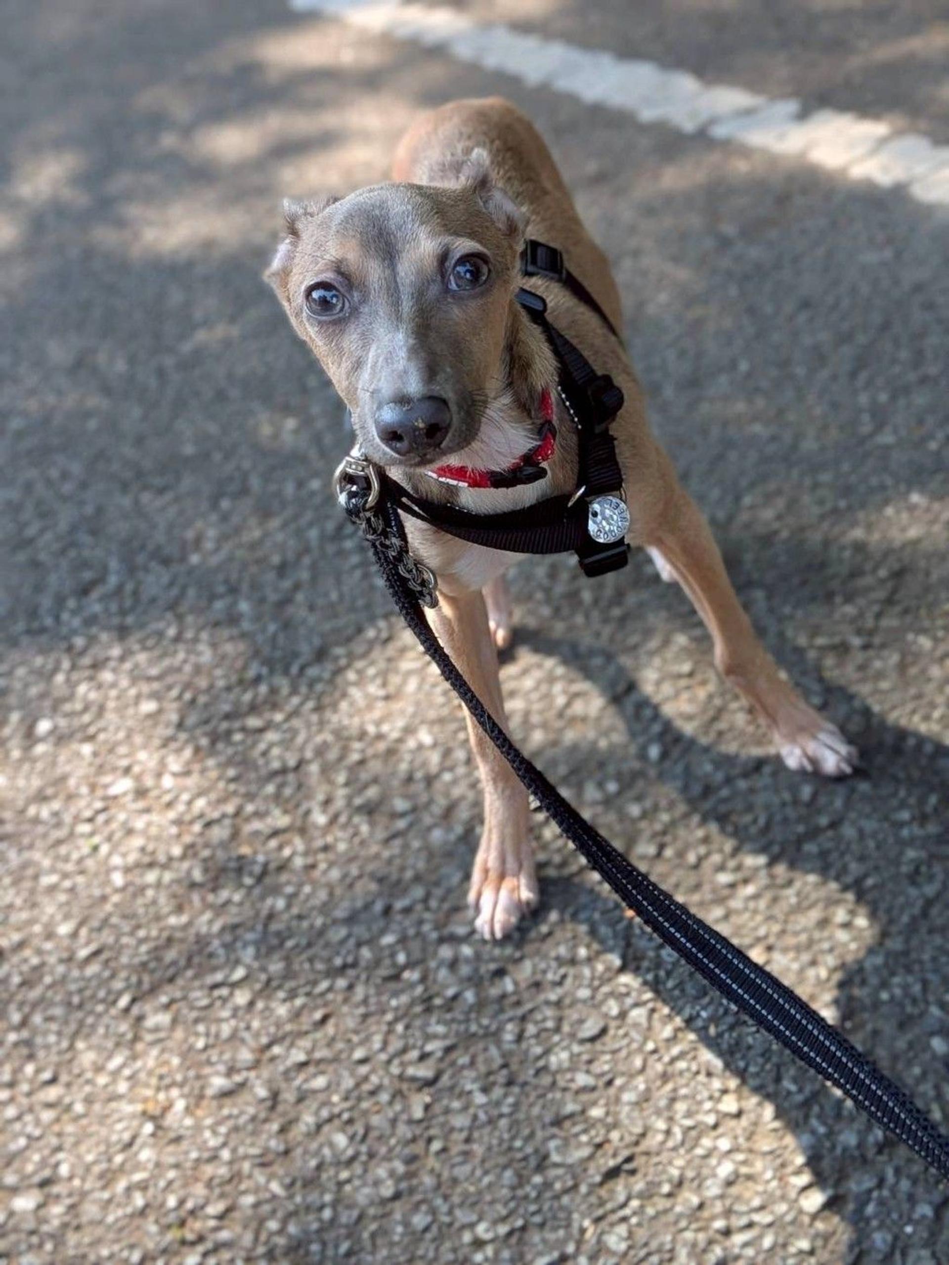 pet-image-3