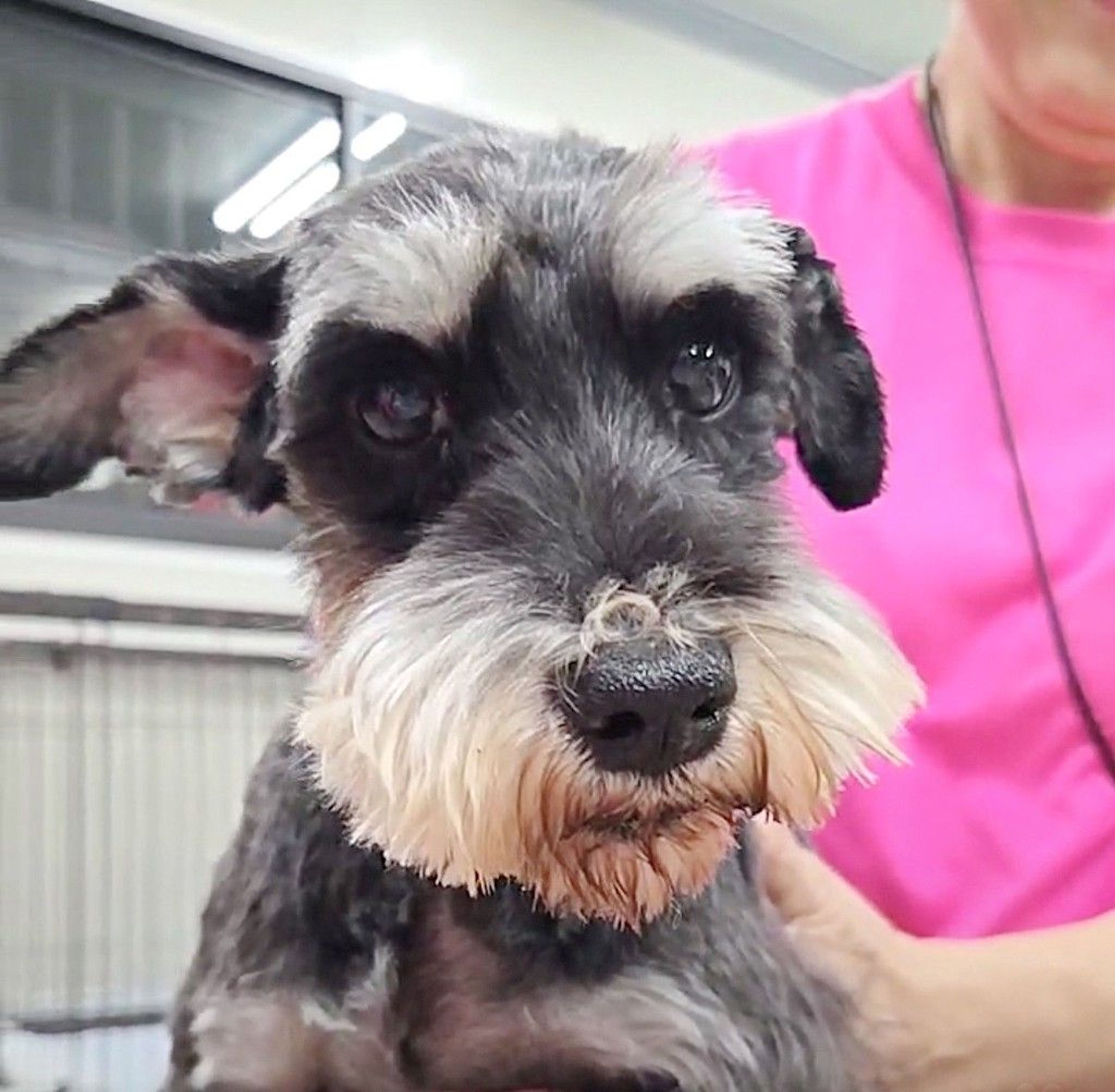 ミニチュア・シュナウザー・メスの里親募集の写真