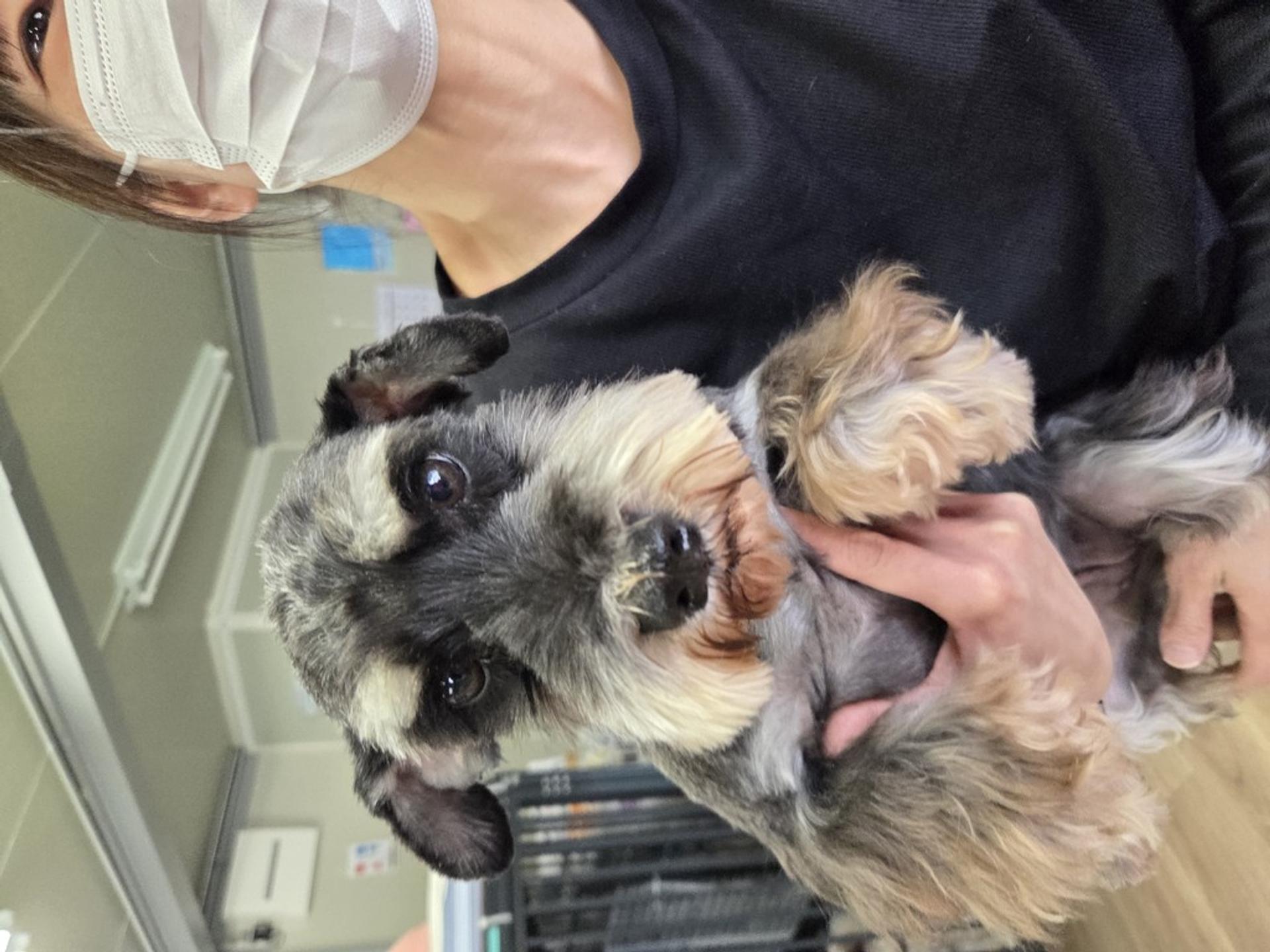 pet-image-2
